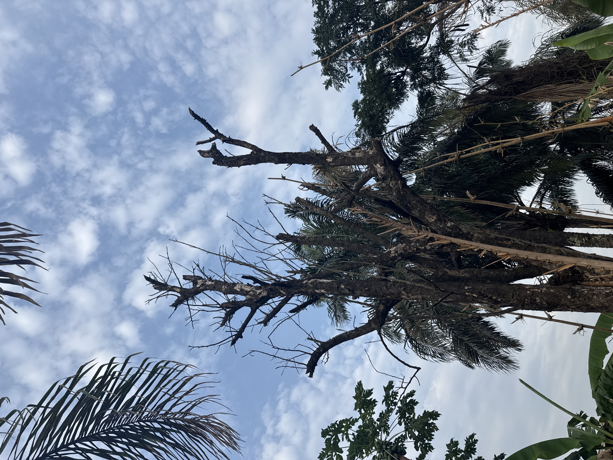 The image shows a view looking up at trees in Aboh, Nigeria. The sky is visible with scattered clouds. One tree has many bare branches, while others have green leaves and palm fronds. Some of the trees show signs of being old or damaged. Other tropical foliage is visible in the lower portion of the image. The trees appear to be located in a populated area as one can see other trees nearby. There are no people visible in the image.