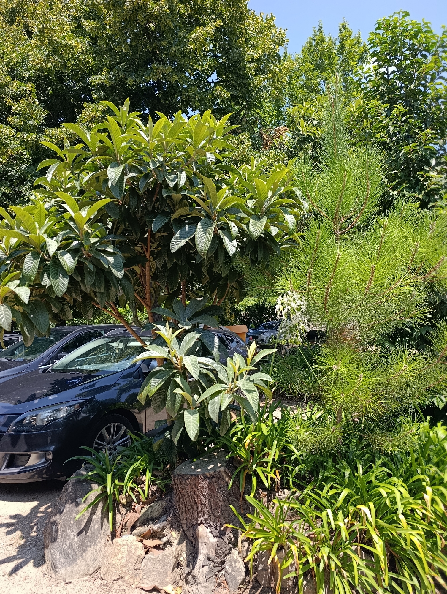 In Braga, Portugal, a dark-colored car is parked near a lush green garden on a sunny day. The garden features a variety of plants, including a mature loquat tree with large, glossy leaves and a young pine tree with fine needles. In the foreground, rocks and a tree stump add to the natural landscape. The scene is illuminated by bright sunlight, creating shadows on the ground. The sky above is a clear blue.
