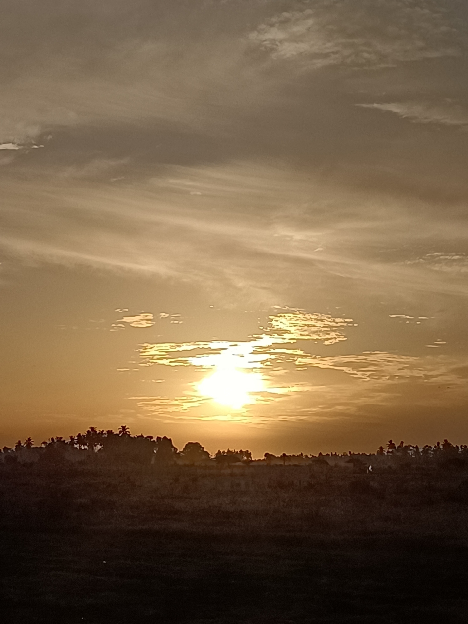 An outdoor, low-angle, vertical photograph depicts a sunset over a rural landscape in Meunasah Raya, Indonesia. The sky is a warm, golden hue, with wispy clouds streaked across it. The sun, a bright, diffused orb, is partially obscured by clouds in the upper center of the image, casting a luminous glow. Silhouetted against the sunset is a treeline, primarily composed of palm trees, which forms a dark, jagged horizon. The foreground consists of a dark, indistinct field, the details of which are obscured by the low light conditions. There are no people or animals visible in the frame. The overall mood is tranquil and serene.