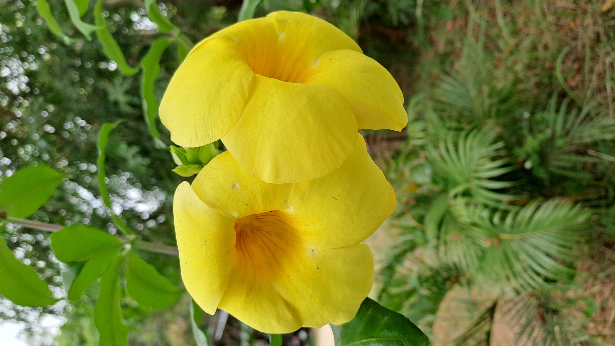 A close-up, eye-level, outdoor shot features two bright yellow, trumpet-shaped flowers, likely Allamanda, in full bloom. The flowers are the primary subjects, dominating the foreground with their vibrant color and delicate petals. The left flower is slightly more open, revealing its inner throat with subtle orange veining, while the right flower is more tightly closed. Green leaves and stems of the Allamanda plant are visible to the left, partially framing the blooms. The background is a soft, out-of-focus blur of green foliage, including palm fronds, and dappled sunlight filtering through trees, suggesting a garden or natural setting. The scene is static, with no people or apparent activity. This image was captured in Geulanggang Baro, Indonesia.
