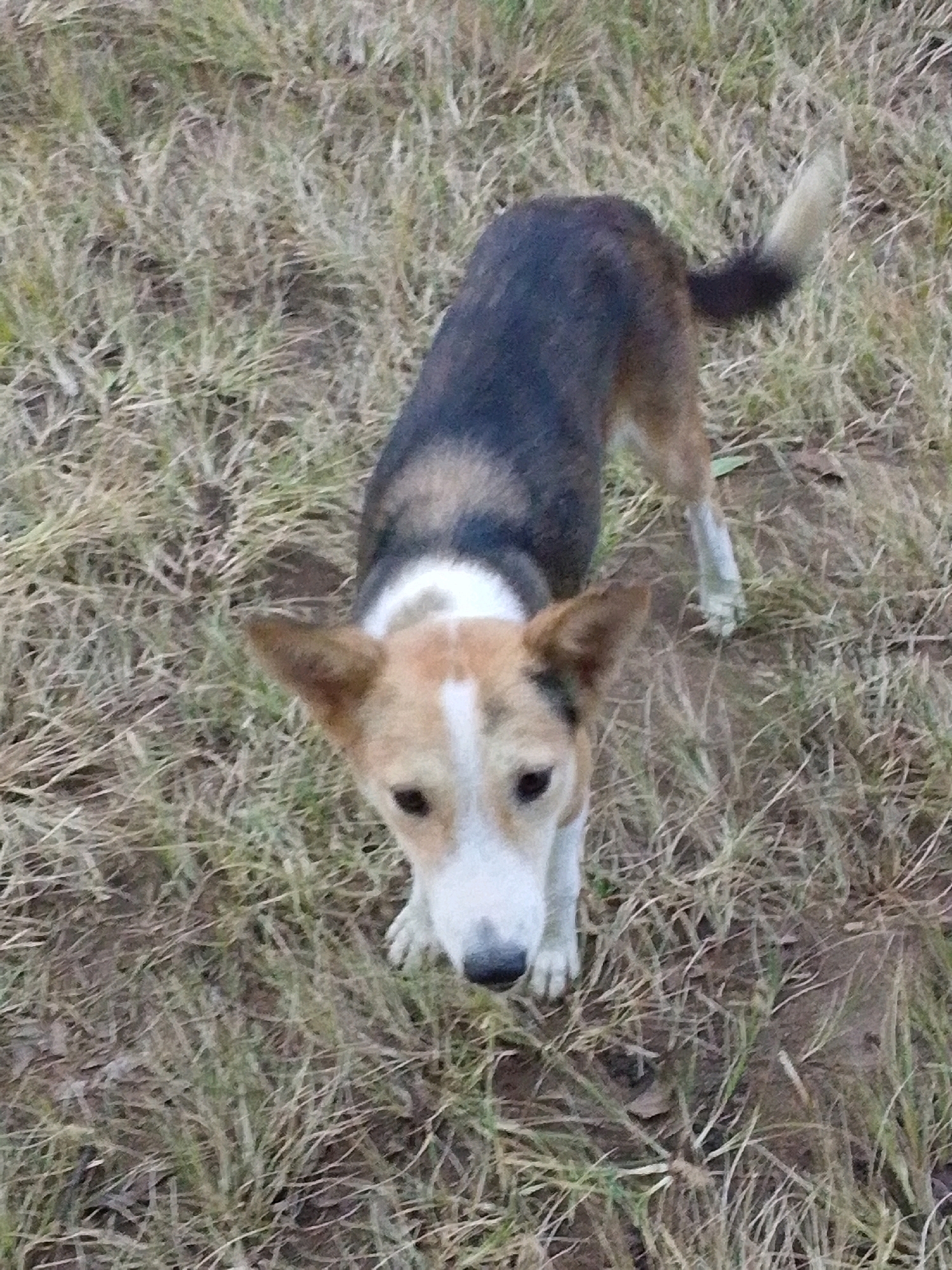 A medium shot captures a dog standing on dry, matted grass. The dog is facing the camera, with its head tilted slightly to the right. It has a tri-color coat, with patches of black, brown, and white. The dog's fur is short and appears somewhat coarse. Its ears are pointed and stand upright. The dog's eyes are dark and appear alert. Its nose is black and wet. The grass surrounding the dog is dry and sparse, with some brown leaves and twigs scattered on the ground. The background is out of focus, but appears to be more of the same dry vegetation. The lighting suggests it is daytime, with natural light illuminating the scene. The image's high angle view gives a slightly bird's-eye perspective of the dog and its environment. The overall scene appears to be an outdoor, natural setting.