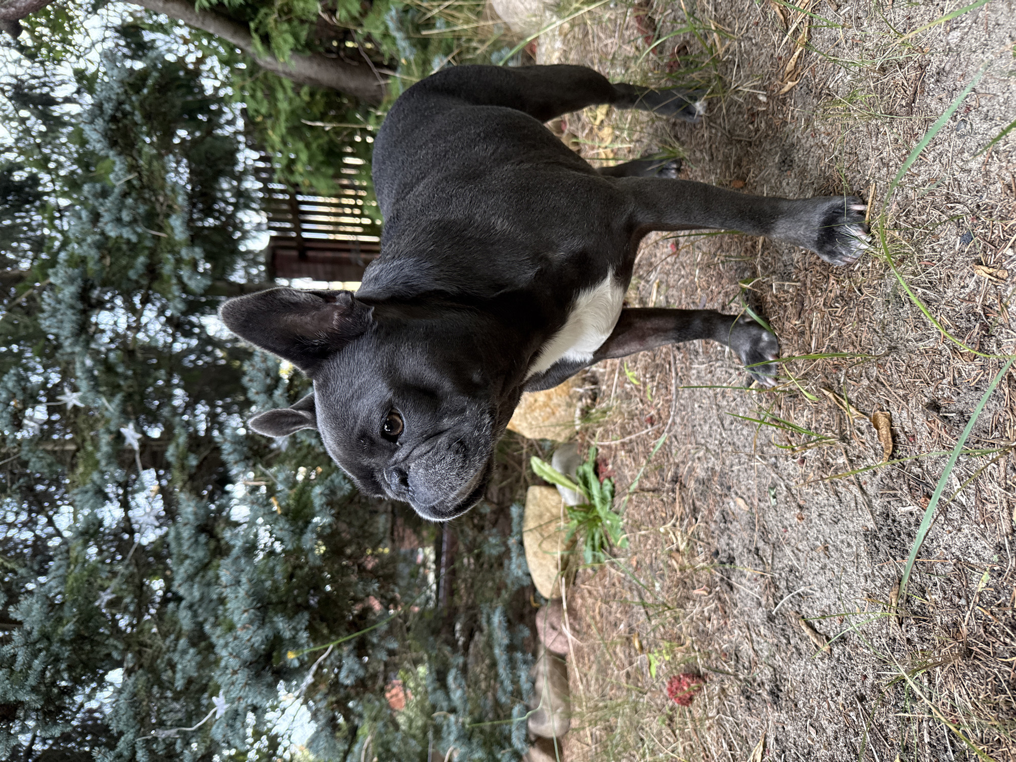 A French bulldog stands in a yard with dry grass, pine needles, and scattered rocks. The dog is dark grey with a white patch on its chest and is facing left. In the background, a dense evergreen tree dominates the left side of the frame, with a wooden fence and other greenery visible behind it. The ground appears to be a mix of sand and dirt. The scene suggests a domestic outdoor setting, possibly a backyard in Wrocław, Poland, given the foliage and style of fencing. There are no people present.