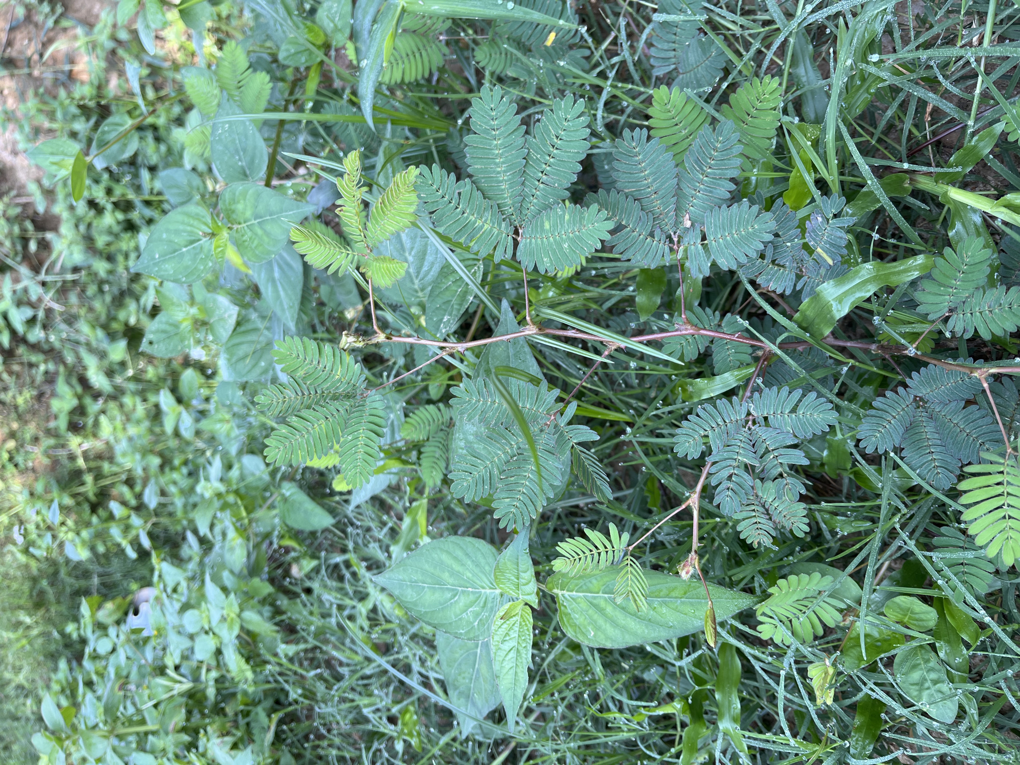 The image depicts a close-up view of a patch of lush green vegetation, primarily consisting of various types of plants and grasses. The dominant plant in the foreground features compound leaves with numerous small, feather-like leaflets. This plant has a thin, reddish-brown stem. Surrounding this central plant are other green plants with broader leaves and blades of grass. Numerous small water droplets are visible on the leaves and grass, suggesting dew or recent moisture. The background is blurred, showing more dense greenery. The scene appears to be outdoors in a natural setting. The location specified, Durian, Indonesia, indicates a tropical or subtropical environment, which is consistent with the abundant and diverse plant life shown. There are no people or animals visible in the image. The lighting suggests it could be early morning or late afternoon due to the soft light and the presence of dew.
