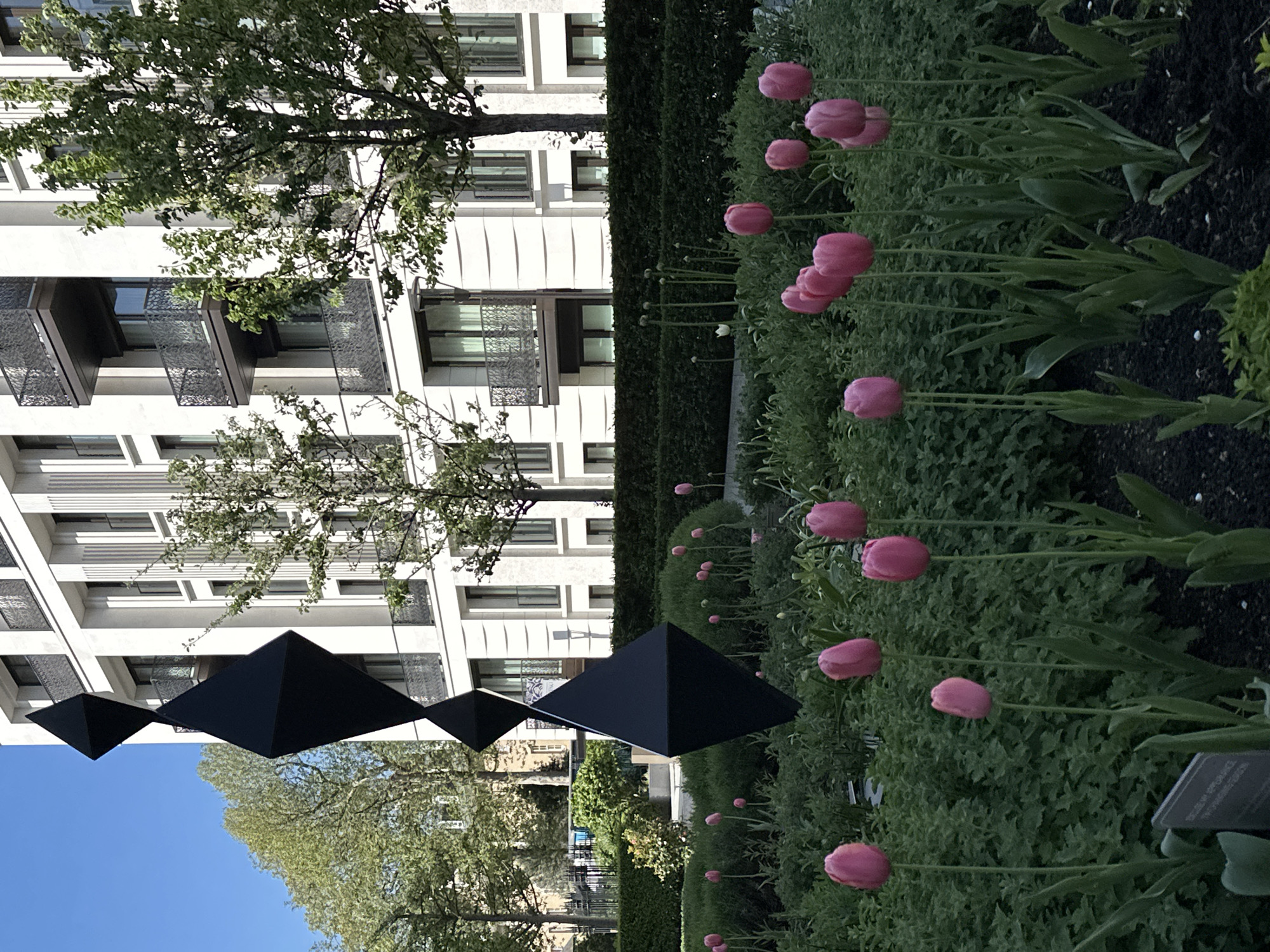 This image presents an outdoor scene in London, United Kingdom, possibly within a well-maintained garden area or park in a residential district. A contemporary building with a white facade and multiple windows occupies the left side of the frame.
In the foreground, a row of pink tulips are in bloom, growing from a bed of greenery and dark soil. A tall green hedge creates a partition, suggesting a separation of space. A series of four geometric, black, pyramid-like sculptures is suspended in the air, adding an artistic element to the landscape. The clear blue sky is visible above the trees and sculptures, suggesting a sunny day. Overall, the scene has a composed and well-ordered aesthetic, blending modern architecture with natural and artistic elements.