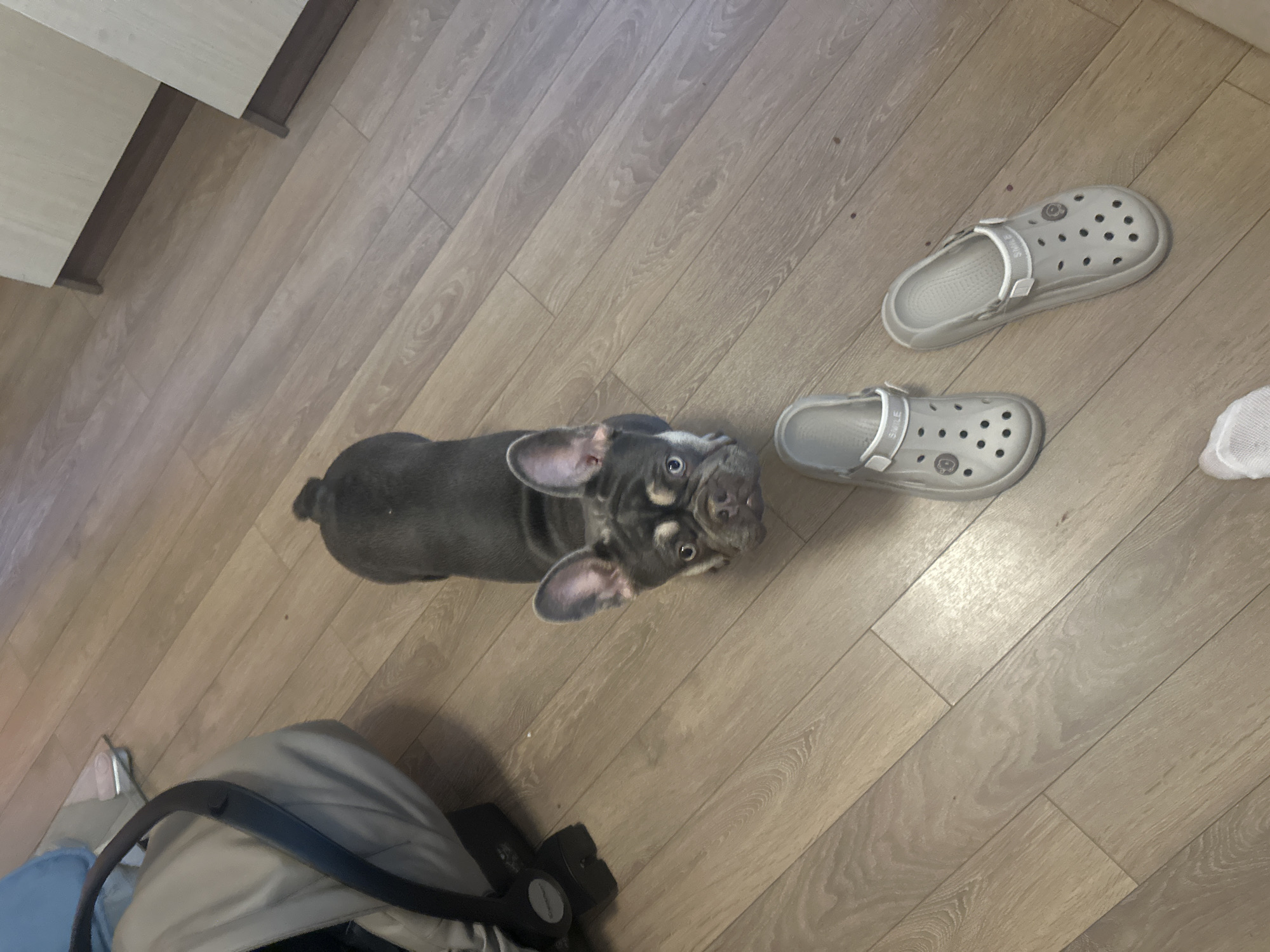 An adult, grey and tan French bulldog stands on a wood-paneled floor. The dog is facing forward and looking up at the camera with wide, light-colored eyes. Its ears are perked up. In front of the dog, slightly to the right, are two light grey Croc-style shoes. To the left of the dog is a car seat with a dark grey handle. The background shows a light-colored cabinet.