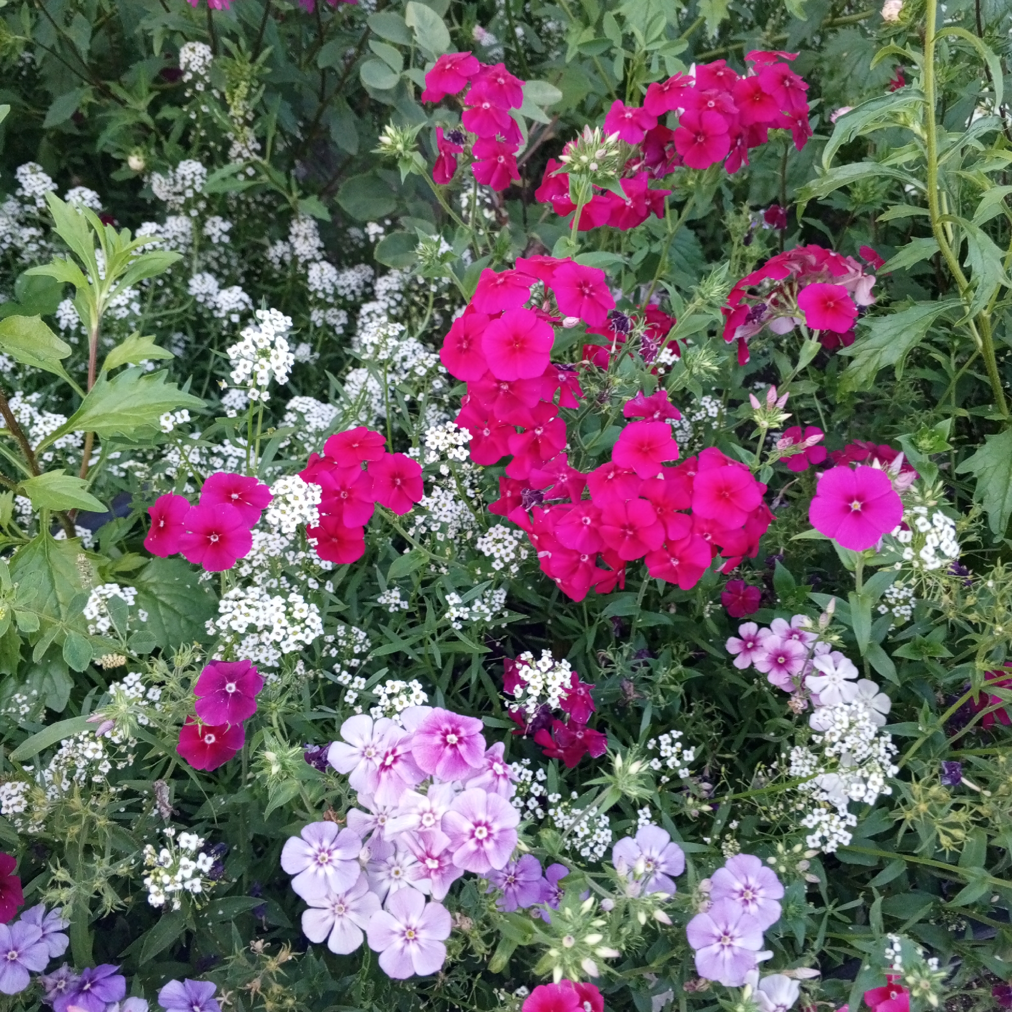 The image shows a close-up of a flower bed in Sayanogorsk, Russia. The flower bed is filled with a variety of flowering plants, including vibrant pink phlox, delicate white alyssum, and clusters of lavender and purple phlox. The plants are lush and healthy, with green foliage filling the spaces between the blooms. The sunlight filters through the leaves, creating a dappled effect on the flowers. There are no people visible in the image. The scene suggests a well-maintained garden or park area within the city.