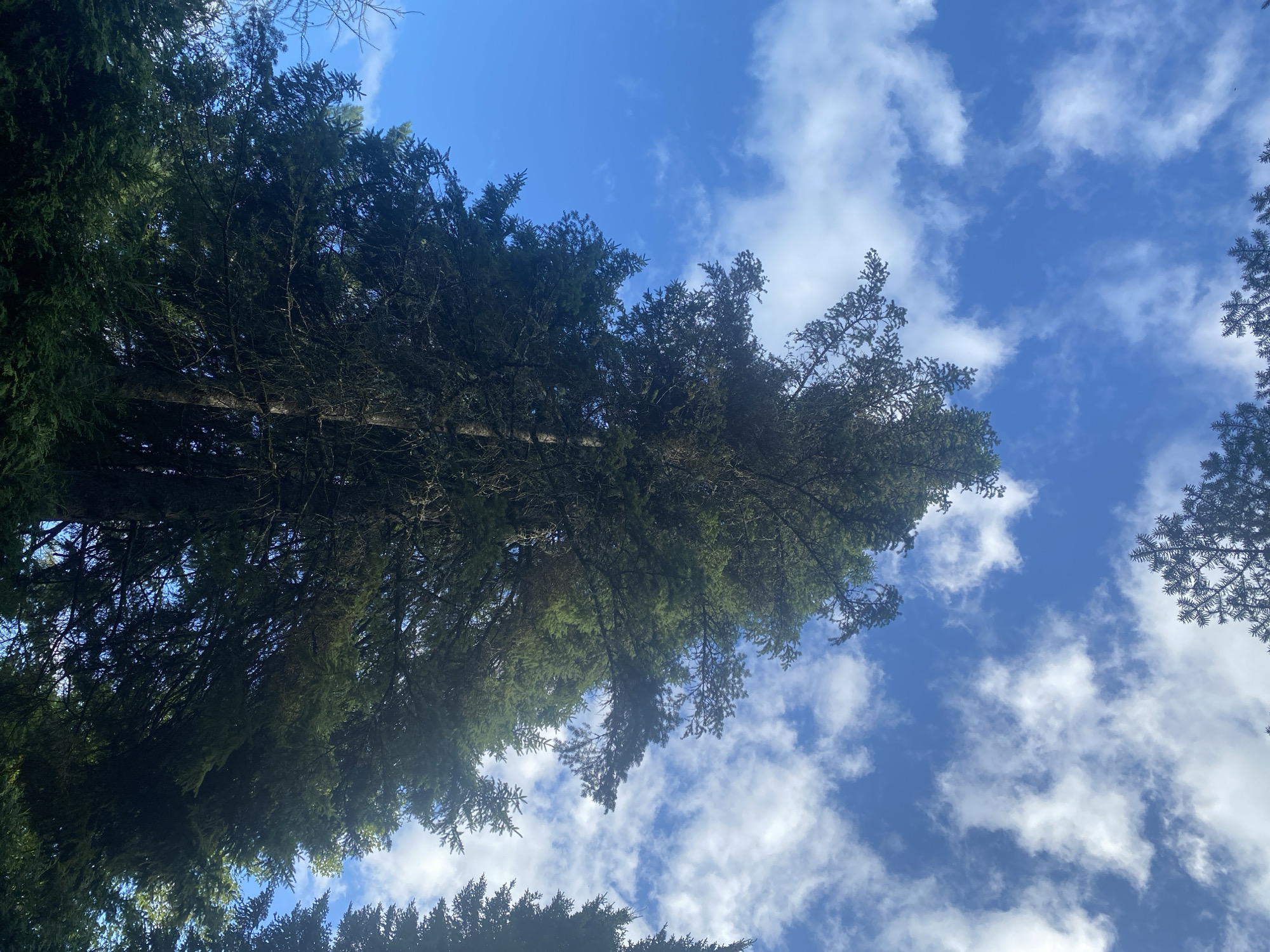 The image shows a low-angle view of tall coniferous trees against a bright blue sky with scattered white clouds. The trees, which appear to be fir or spruce, fill most of the frame, with their dark green needles and textured bark visible. The branches of the trees are densely packed, obscuring the sky in many areas. Sunlight filters through the foliage, creating dappled light and shadow. In the foreground, the lower branches and undergrowth of more evergreen trees are visible. The scene suggests a natural, outdoor environment, likely a forest or wooded area within Saint-Gabriel-de-Valcartier, Canada, given the climate and vegetation. There are no people or animals present in the image.