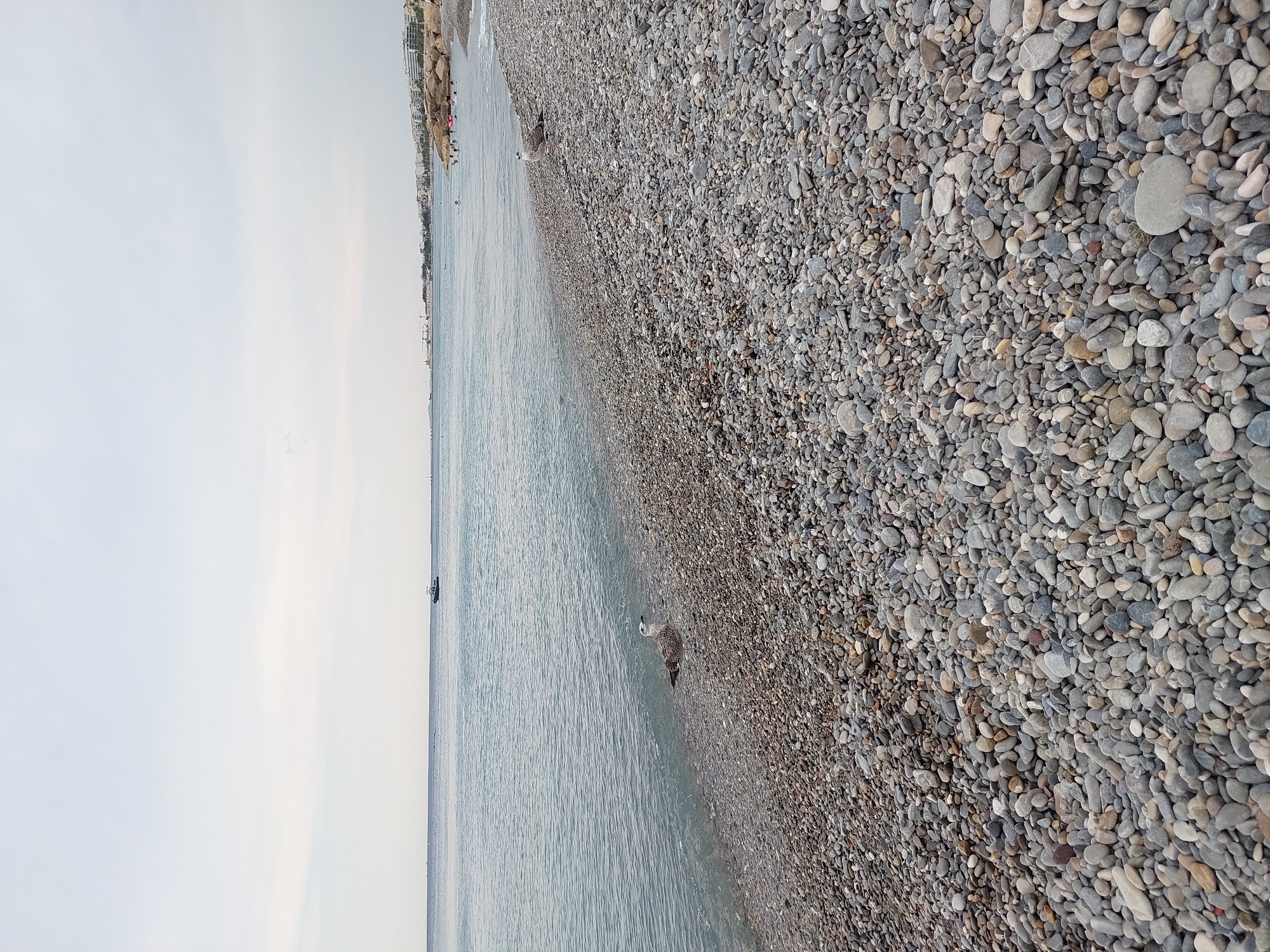 The image depicts a pebble beach in Nice, France, with the Mediterranean Sea stretching out to the horizon under an overcast sky. The foreground is dominated by a dense scattering of grey and beige pebbles. Closer to the water's edge, two seagulls are visible. One is standing in the shallow, clear water, while the other is perched on the pebbles slightly further back. In the distance, a small boat navigates the calm sea. Along the coastline, a line of buildings and palm trees suggests the urban environment of Nice. A few people can be seen in the water near the shore, some appearing to be swimming or wading. The overall impression is of a quiet, slightly cool day at the beach.