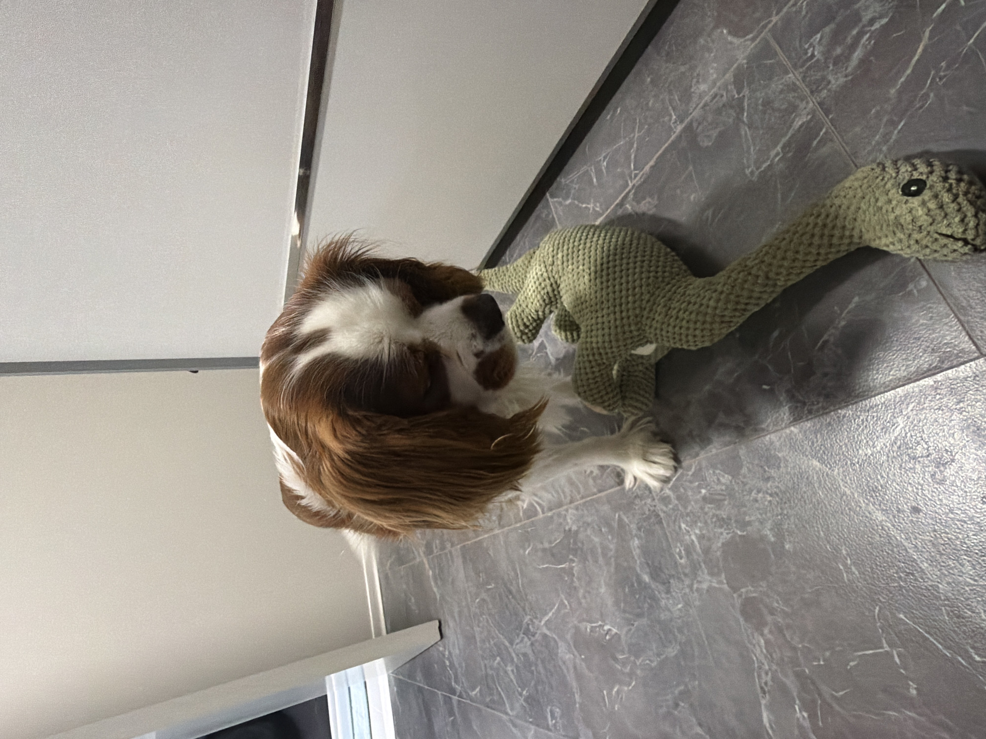 In an indoor setting, likely a residential hallway, a Cavalier King Charles Spaniel dog with brown and white markings stands on a gray tiled floor. The dog is looking down at a large, stuffed, green snake toy. The snake toy is textured and appears to be made of knitted material. The background shows a plain wall with a horizontal metallic trim. The scene is brightly lit, suggesting an artificial light source. The location is not specified as Dobrich, Bulgaria, nor are any other specific city locations.