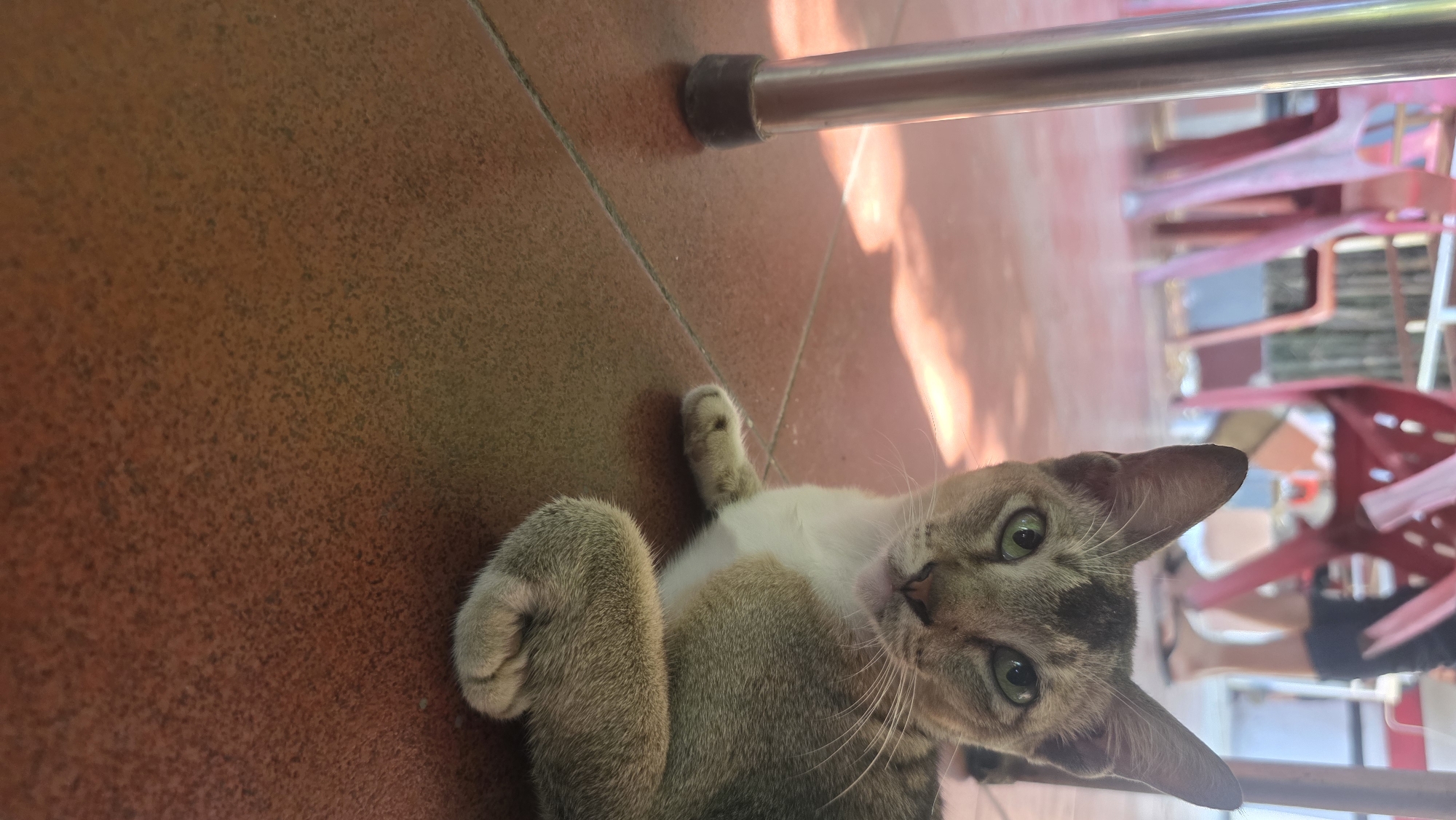 A cat is lying on a tiled floor in an indoor setting, likely Lhokseumawe, Indonesia. The floor is brown-red. The cat has light brown and white fur, with green eyes and prominent whiskers. A metal chair leg is visible in the upper right of the frame, above the cat, and red plastic chairs are visible in the background. The cat is looking at the camera, and is tilted to the side. The cat is on its back, with one paw raised. The light is bright, possibly sunlight coming through a window.