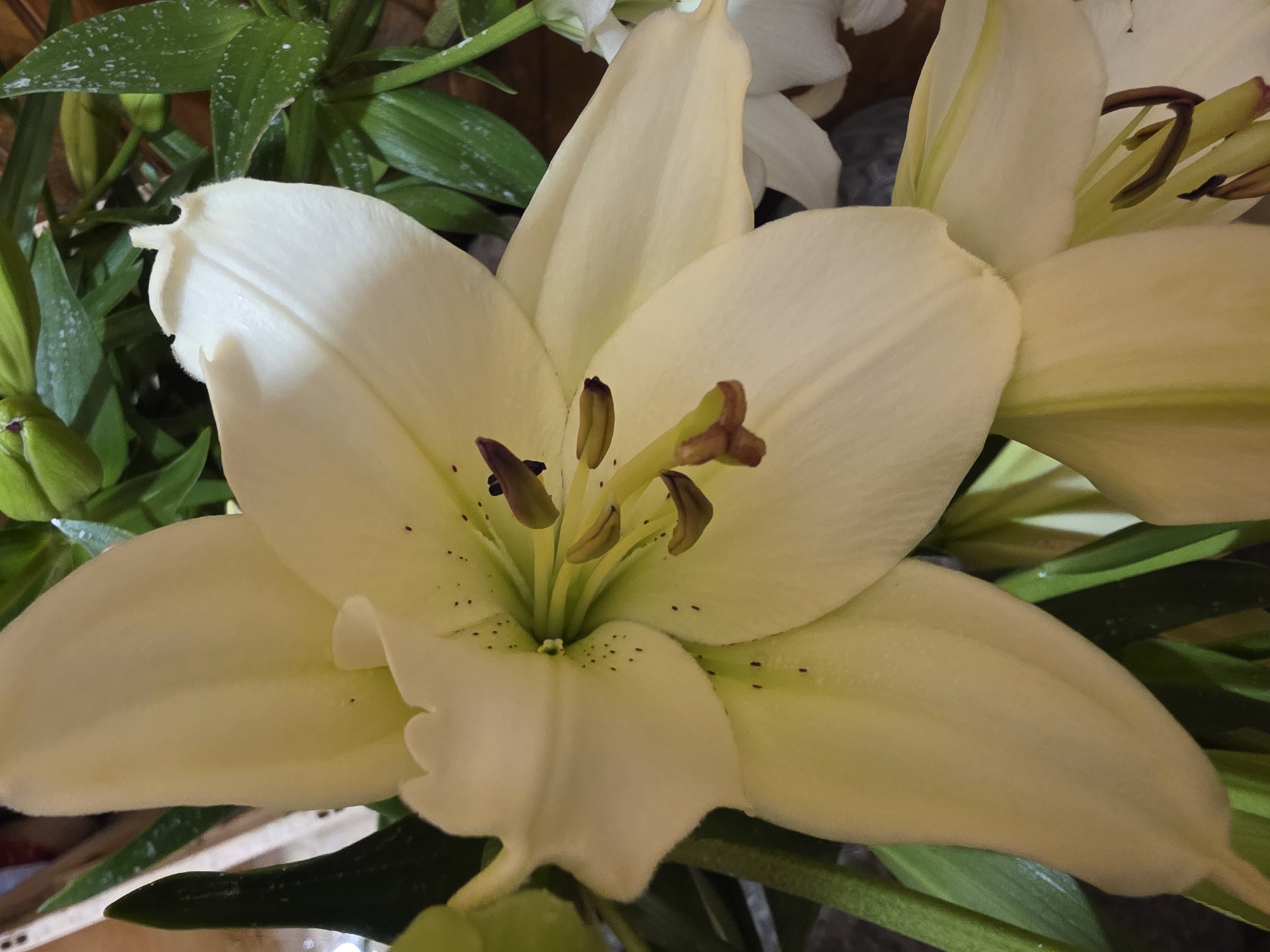 A close-up shot of a white lily flower in bloom, possibly indoors. The flower is the central focus, with its large petals and prominent stamens and pistil. Some green leaves are visible surrounding the flower. The location of Yagodovo, Bulgaria cannot be determined from this image.