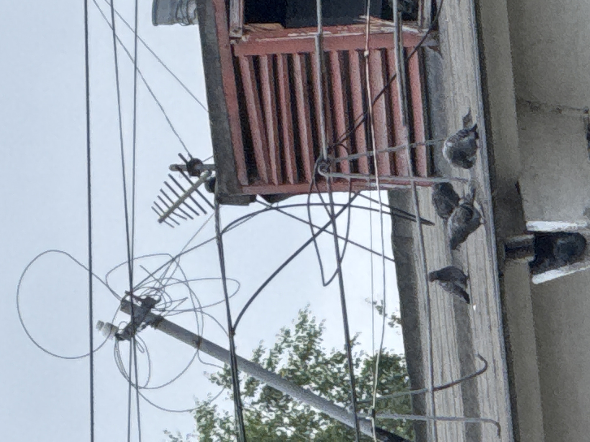 In the city of Chaikovsky, Russia, a rooftop scene unfolds under an overcast sky. Several pigeons are scattered across a grey, sloped roof. One pigeon stands to the left, facing right. To its right, three other pigeons are grouped together, two of which appear to be pecking at the roof. Further to the right, another pigeon is hunched over. Behind the pigeons, a red structure with horizontal louvers is visible, with a metal ladder leaning against it. Overhead, a complex network of wires and a utility pole with a ceramic insulator are present, along with a television antenna. Trees with green foliage are visible in the background to the left. The scene is captured from a low angle, looking up at the rooftop and surrounding structures.