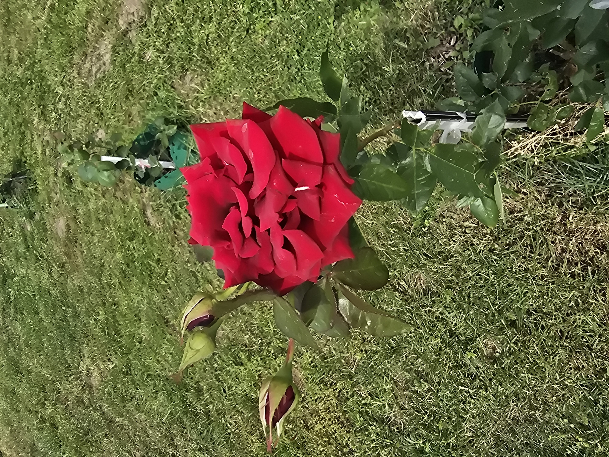 A single, fully bloomed red rose stands prominently in the foreground of a grassy yard, likely located in Sofiivska Borshchahivka, Ukraine. The rose, with its deep red petals, exhibits water droplets on its surface. Two rose buds, one partially open, are positioned to the left of the main bloom. The background consists of well-maintained green grass, with subtle variations in color indicating sunlight and shadow. In the middle ground, a small, young plant is visible, secured with a white stake and encased in a green plastic protector. A thin black and white stake, possibly for plant support, is planted in the ground near the base of the rose bush. The overall scene depicts a tranquil garden setting.