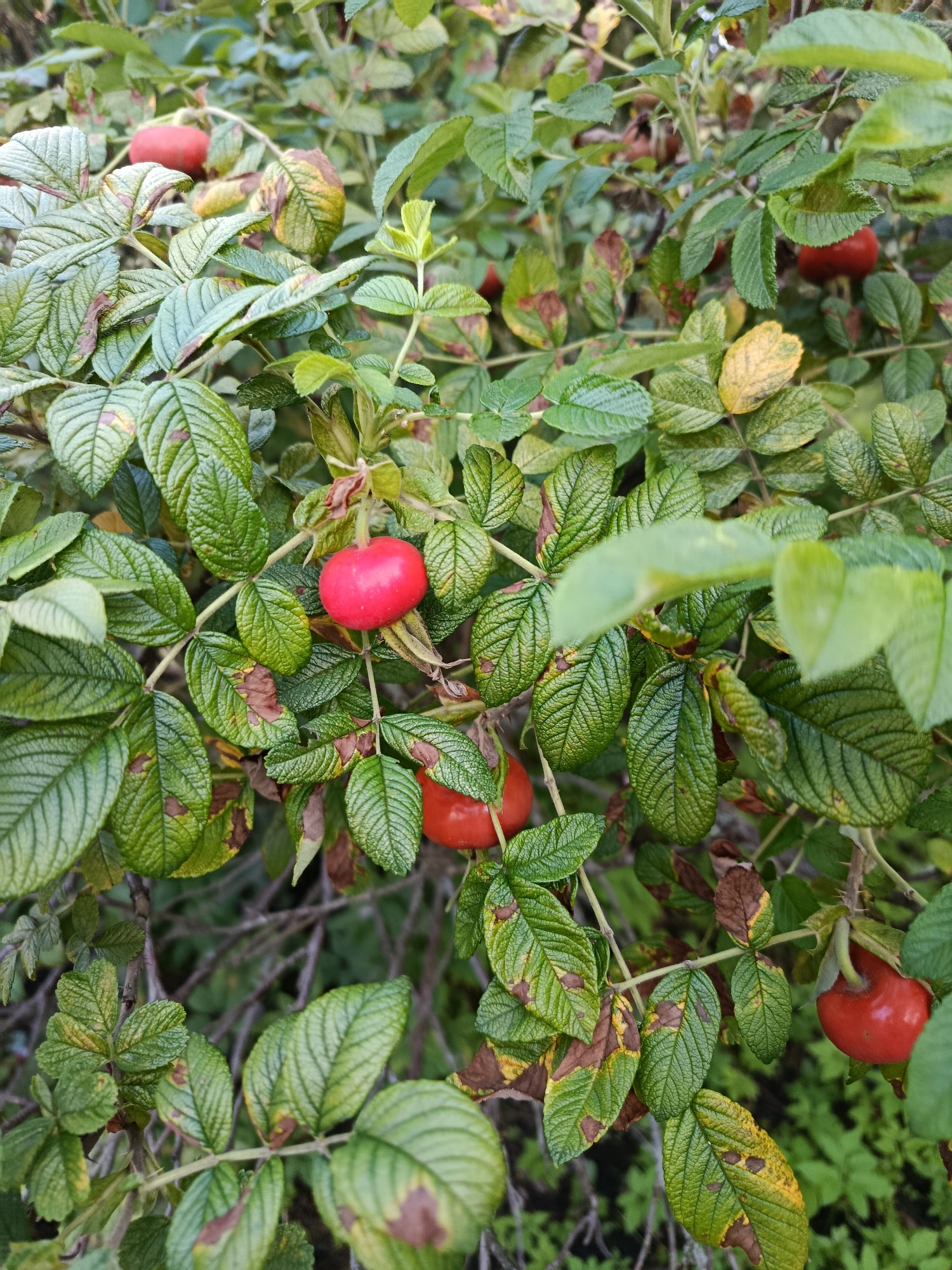 The image is a close-up, eye-level, outdoor shot of a rosehip bush with several ripe, red rosehips visible among green and yellowing leaves. The bush is dense, with many branches and foliage. Some leaves show signs of browning and decay. The background is blurred and appears to be more foliage and branches. The lighting suggests it is daytime, likely overcast or in shade. The setting is a natural environment, consistent with a park or garden in Verea, Russia. There are no people or animals present, and no discernible action is taking place.