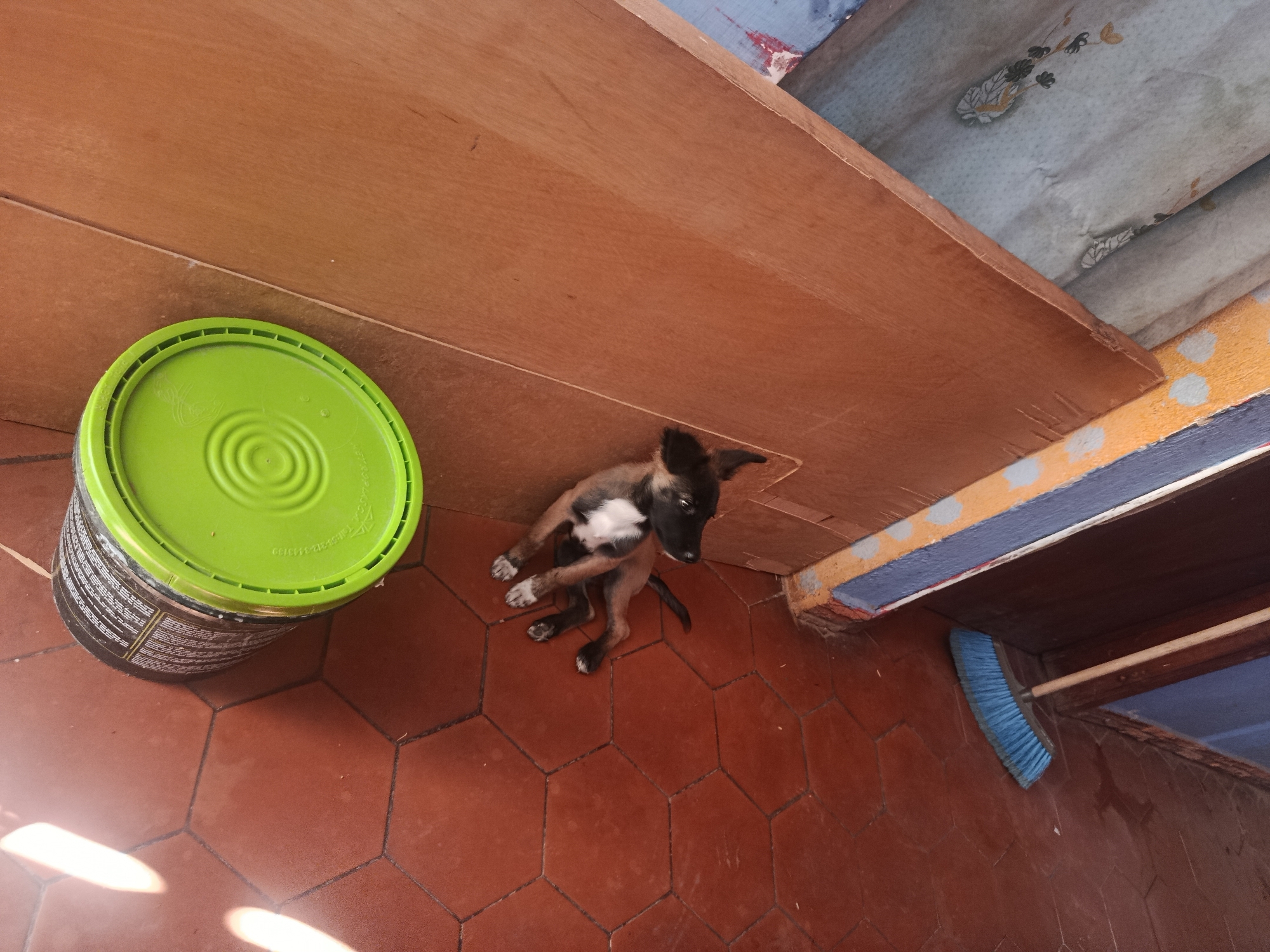 A high-angle shot depicts a puppy sitting on a red tiled floor. To the left of the puppy is a green bucket. Above the puppy is a wooden ledge, with a light blue painted surface above it. To the right of the puppy, a blue broom leans against a wall. This scene is presumed to be in Juan Griego, Venezuela.
