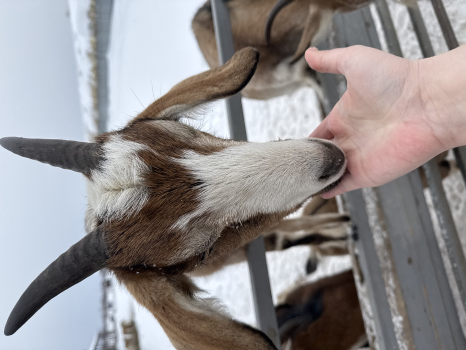 A domestic goat with brown and white patchy fur, long floppy ears, and dark, ridged horns is positioned in the foreground, extending its white-muzzled snout towards an outstretched, bare human hand. The hand, appearing with fair skin, is presented palm-upwards, suggesting an offering or gentle interaction. A grey metal barrier runs horizontally behind the interaction, separating the primary goat and hand from additional goats visible in the blurred background. The environment is outdoors, characterized by snow-covered ground and an overcast, light grey sky. Other goats, similar in coloration, are partially visible behind the barrier. The scene is located in Zaosinovo, Russia.