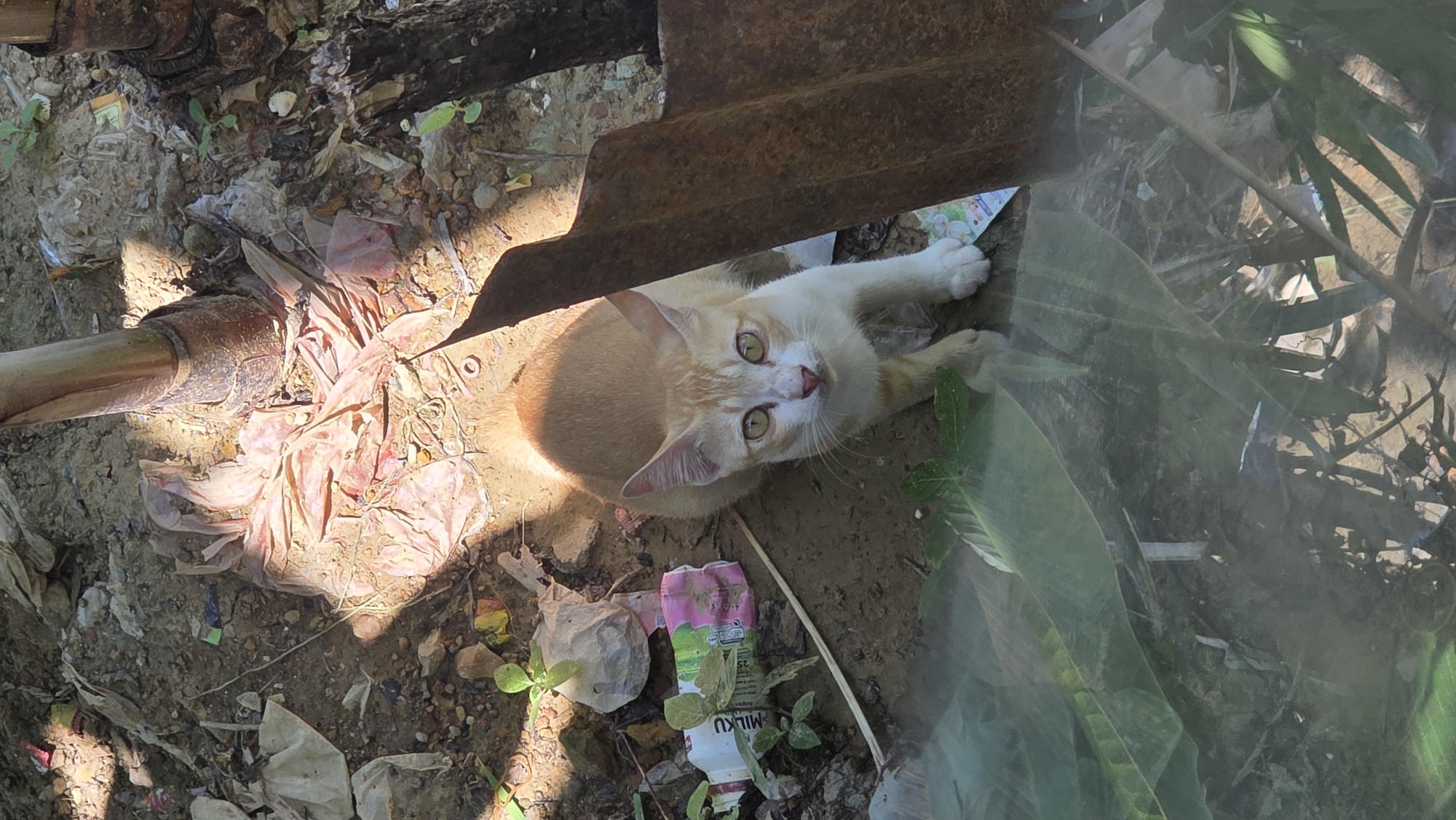 The image captures a ginger-and-white cat amidst debris in Lhokseumawe, Indonesia. The cat is centered, looking upwards with bright green eyes. It is positioned under a rusty metal structure, possibly part of a building or machinery. The ground around the cat is littered with plastic waste, paper, and vegetation. A discarded "Milku" drink container lies nearby. The environment appears to be an outdoor, unkempt area.