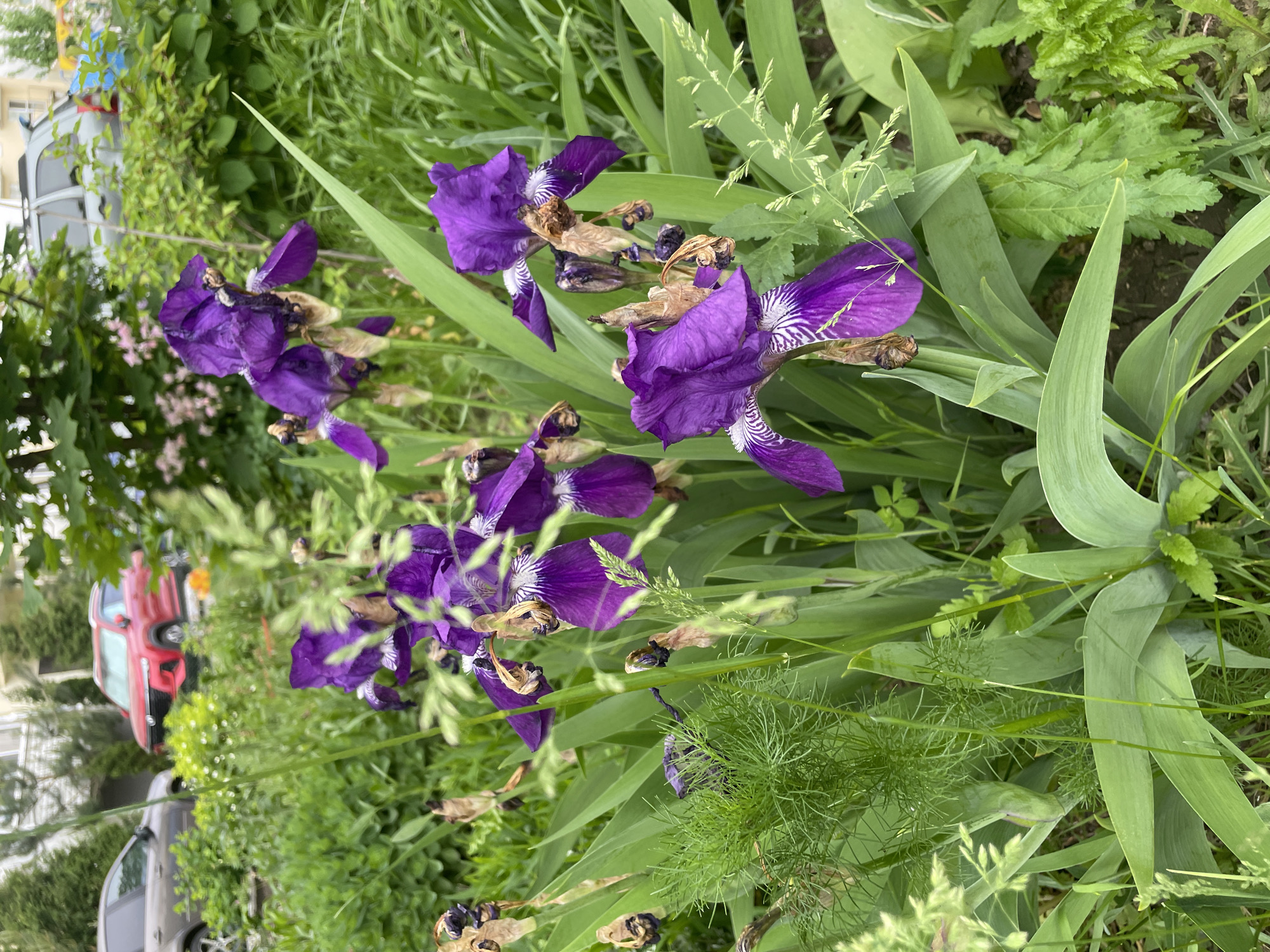 The image shows a garden bed in Saratov, Russia filled with purple irises in full bloom, surrounded by lush green foliage including grass and other unidentified plants. The irises display a vibrant purple color with distinctive white markings. Some of the flowers are beginning to wilt, indicated by the browning and drying petals. In the background, parked cars are visible on a city street, suggesting the garden is located in an urban environment. A red car is particularly noticeable. The overall lighting suggests it is daytime.