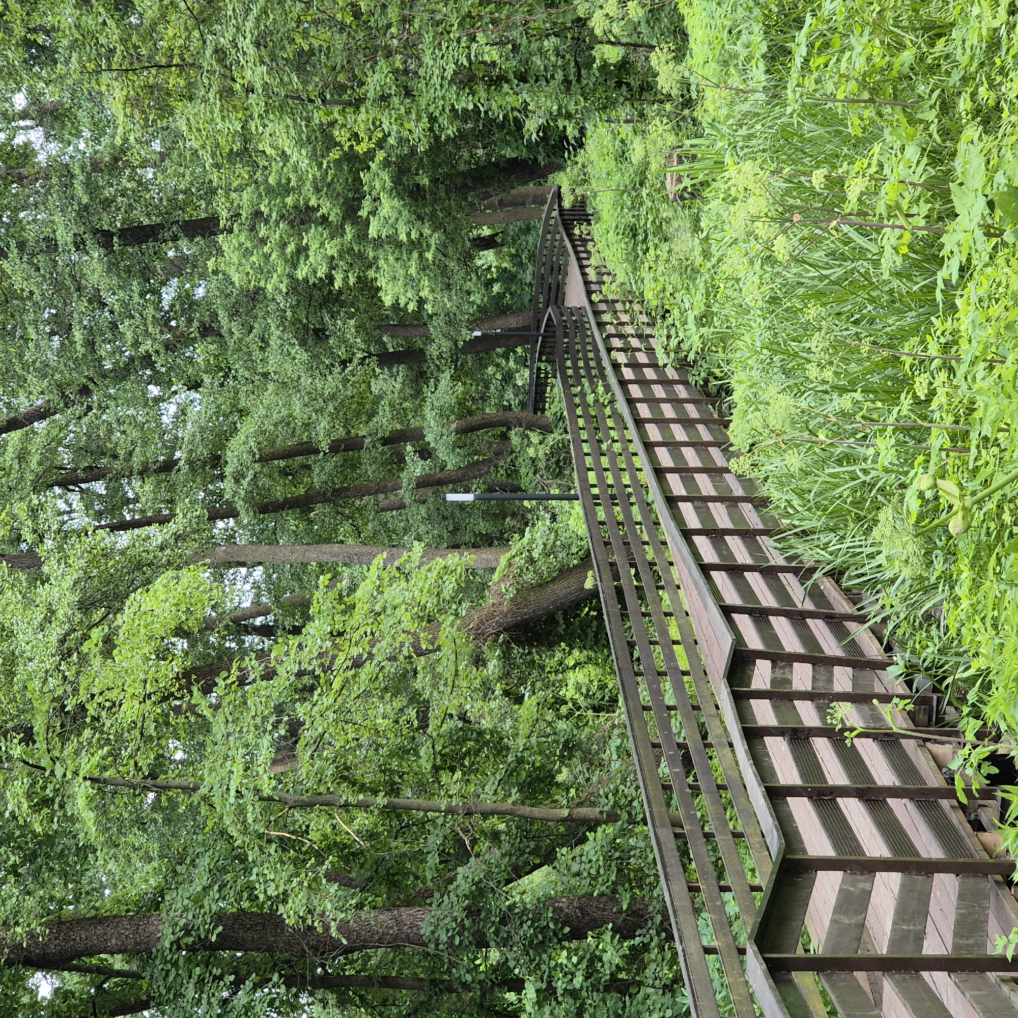 The image depicts a wooden boardwalk winding through a lush green forest. The boardwalk has a dark brown wooden railing and planks. The surrounding environment is densely vegetated with tall trees and various green plants and grasses. In the background, there are two modern-style lamp posts. The lighting suggests an overcast day. The scene appears to be a walking path in a natural park or wooded area within the city of Liski, Russia. There are no people or animals visible in the image.