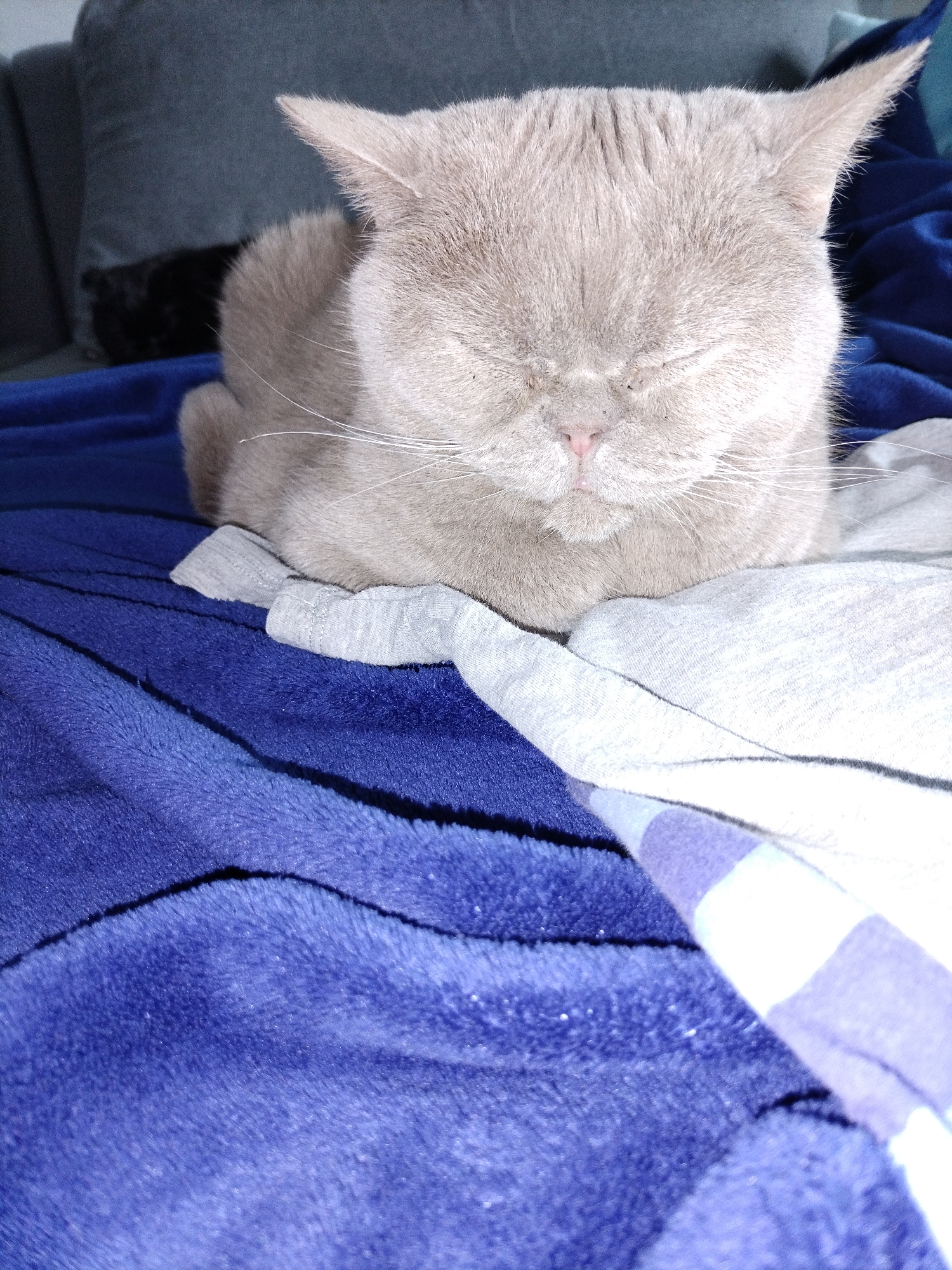 A close-up, overhead shot shows a light gray British Shorthair cat with its eyes closed, resting on a blue blanket. The cat's face is positioned in the center of the frame, with its ears slightly folded back. Its pink nose and delicate whiskers are visible. The cat is curled up, its body mostly obscured by its own fur and the surrounding bedding.
The cat is lying on a plush blue blanket that appears to be made of soft, fuzzy material, suggesting a cozy indoor setting. A white and light purple striped fabric is partially visible, draped over the blue blanket to the right of the cat, adding a touch of color and texture to the scene. The background includes a hint of a dark gray couch and a dark object, possibly another pet, behind the cat, suggesting it is in a living room or similar comfortable space.
The lighting appears dim, indicating it might be evening or a dimly lit room, and there are no clear indicators of the weather. The overall mood of the image is one of peace and relaxation, as the cat seems to be sleeping soundly. There is no visible text in the image.