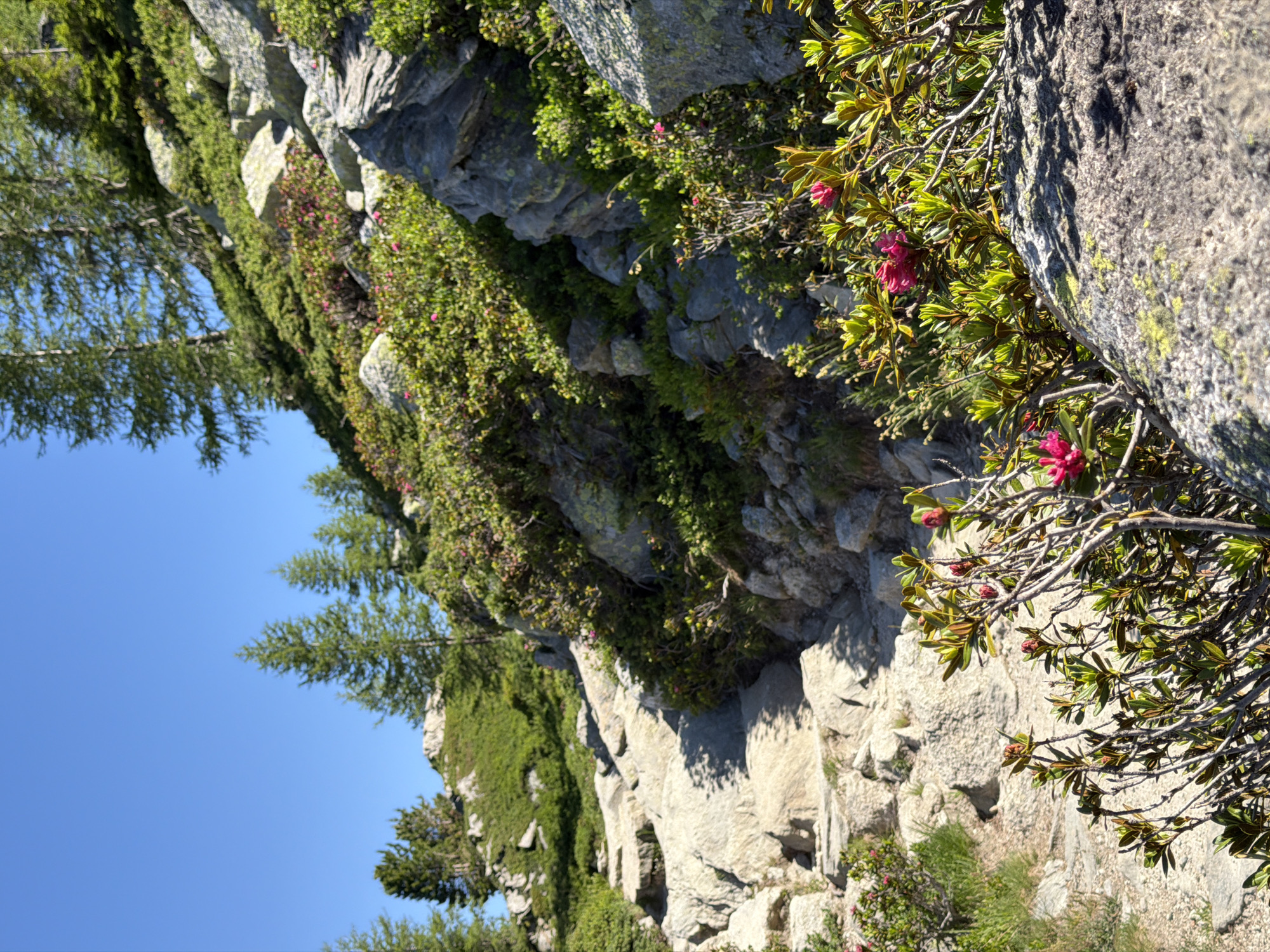 The image depicts a rocky mountainside covered in lush green vegetation and dotted with vibrant pink wildflowers. The scene is bathed in bright sunlight, suggesting a clear day, likely during the daytime. The perspective is tilted, giving a sense of looking up or down the steep incline.
The foreground features the intricate branches of a rhododendron bush with its waxy green leaves and delicate pink blossoms. Behind this, the rocky terrain is heavily overgrown with verdant plants, creating a wild and natural landscape. In the background, the clear blue sky dominates the upper portion of the frame, while more of the rocky mountainside and trees are visible on the left. The overall impression is one of natural beauty and a remote, mountainous environment. The location is identified as Chamonix-Mont-Blanc, France, a region known for its stunning alpine scenery. There is no visible text in the image.