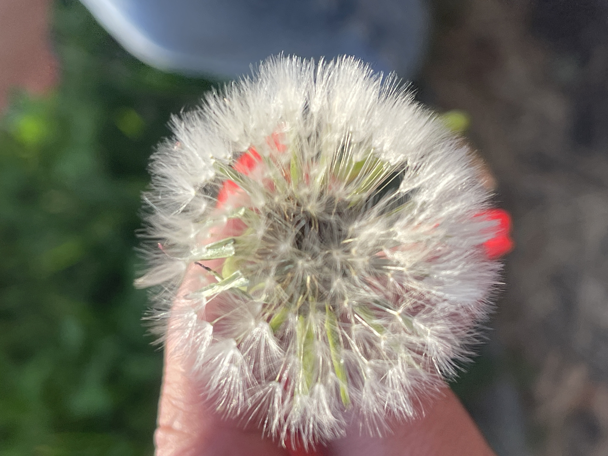 This close-up, top-down shot features a person's thumb and index finger gently holding a dandelion seed head. The dandelion is in its fluffy, mature stage, with delicate white pappus hairs ready to disperse. Hints of pink and green are visible through the white fluff, likely remnants of the flower's petals or developing seeds. The background is blurred, suggesting an outdoor setting with greenery and possibly a soft, diffused light, implying daytime. The focus is sharply on the dandelion, highlighting its intricate structure. The overall mood is delicate and peaceful, capturing a fleeting moment with nature. There is no visible text.
