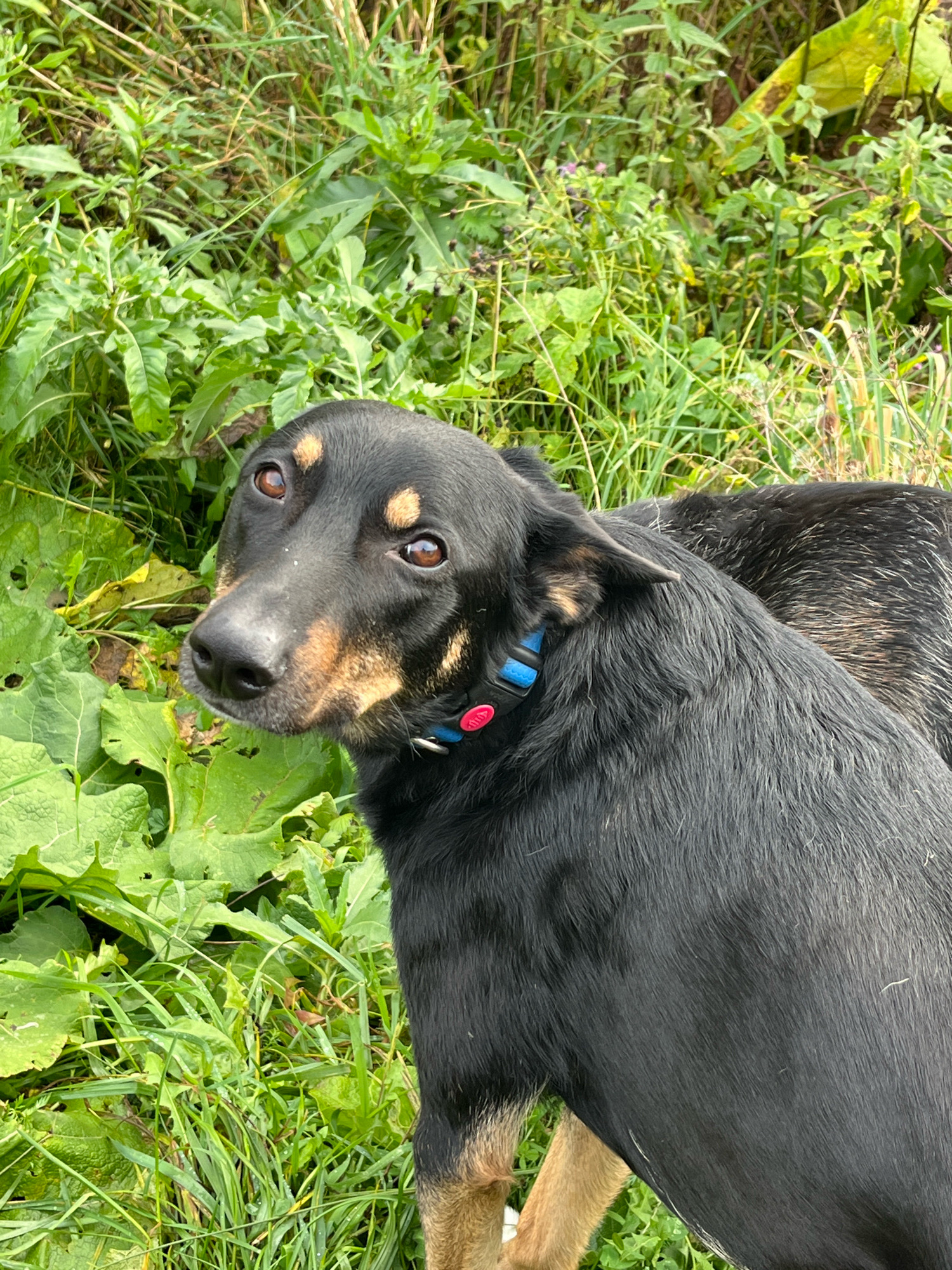 The image shows a medium-sized dog with black and tan markings, wearing a blue and red collar. The dog is outdoors, in a grassy area with green foliage. The dog's head is turned towards the camera, and it appears to be looking directly at the viewer. Its ears are perked up, and its tail is not visible in the frame. The background consists of dense green vegetation, suggesting a natural or park-like setting. No specific location within Nizhny Tagil, Russia can be identified from the image.