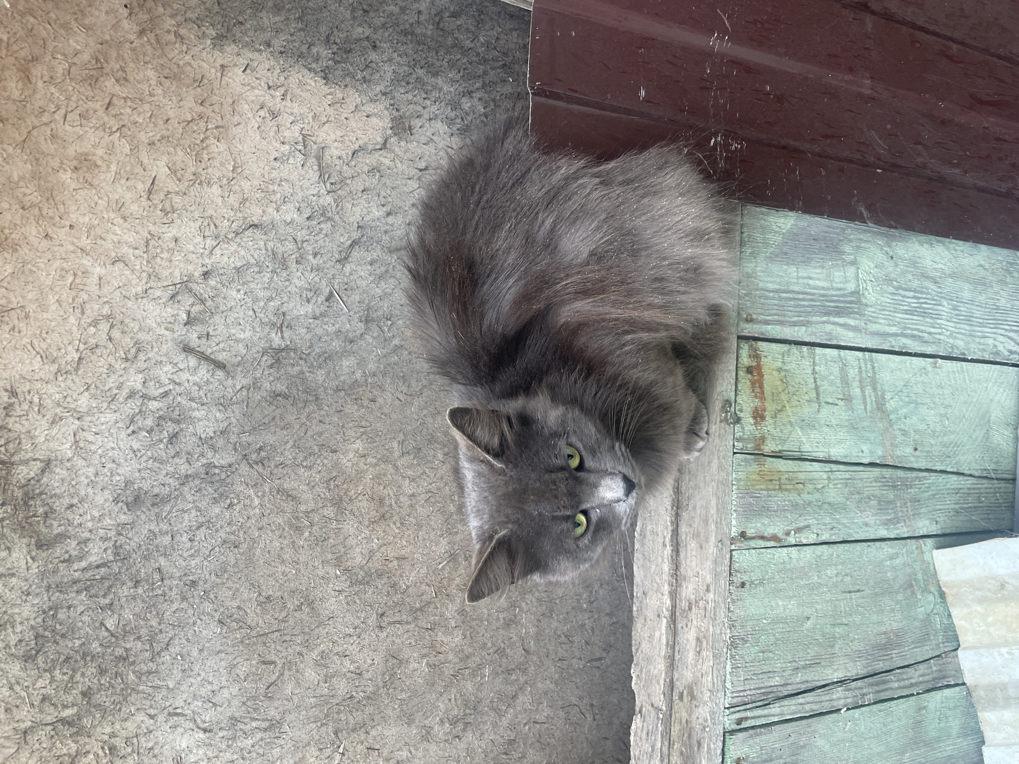 A medium-long haired grey cat sits on a weathered wooden porch in Olginka, Russia. The porch planks are painted green and brown. The cat is positioned towards the right side of the frame, looking up and towards the camera. A grey wood panel is to the left of the porch.