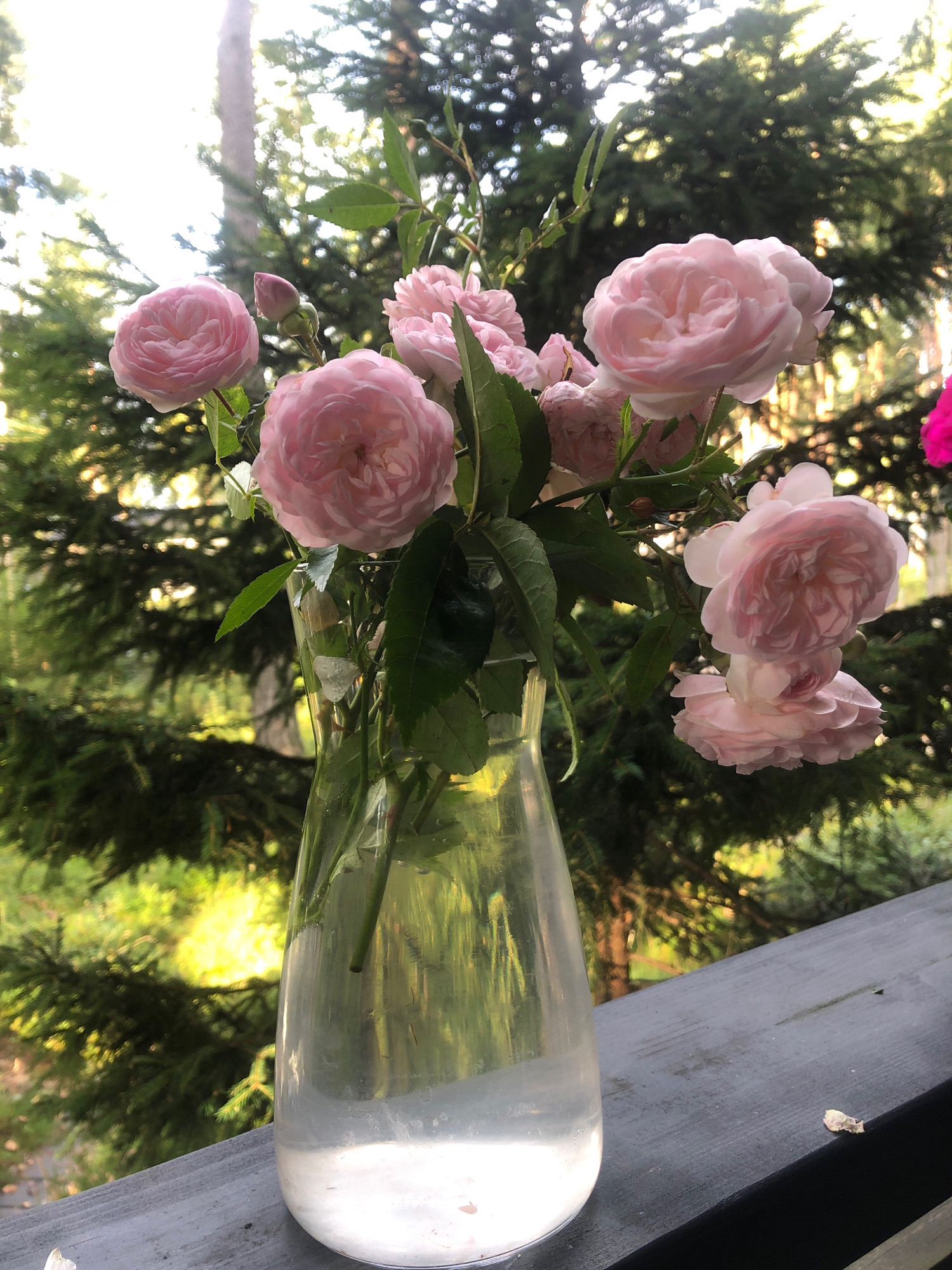 A close-up, eye-level shot shows a bouquet of light pink roses in a clear glass vase. The vase is half-filled with water and rests on a dark wooden surface, likely a railing or deck. The background is a blur of green evergreen trees and foliage, with sunlight filtering through, creating a soft, dappled effect. A hint of a tall tree trunk is visible towards the top left. The scene appears to be outdoors, possibly in a garden or natural setting. The image is taken in Arfa, Russia.