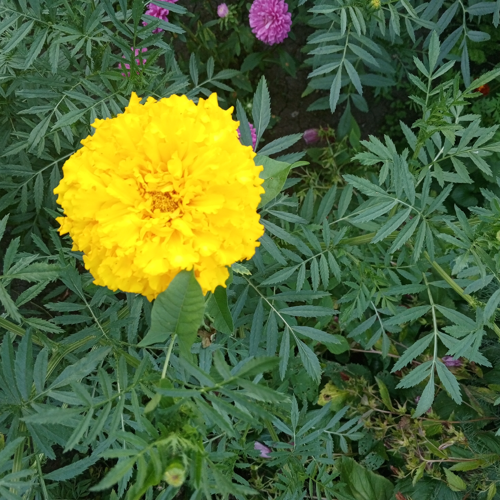 A close-up, eye-level, outdoor shot captures a vibrant yellow marigold flower in full bloom, its dense petals forming a spherical shape. The marigold is positioned slightly to the left of the frame, dominating the foreground. Surrounding the flower is a dense bed of feathery, dark green foliage, characteristic of marigolds. In the background, out of focus, are hints of other flowers, including a fluffy pink flower and some smaller purple blossoms, suggesting a garden setting. The ground beneath the plants is dark and appears to be soil. The image depicts a natural, botanical scene in a garden, possibly in Sayanogorsk, Russia, given the context. No people or specific actions are visible.