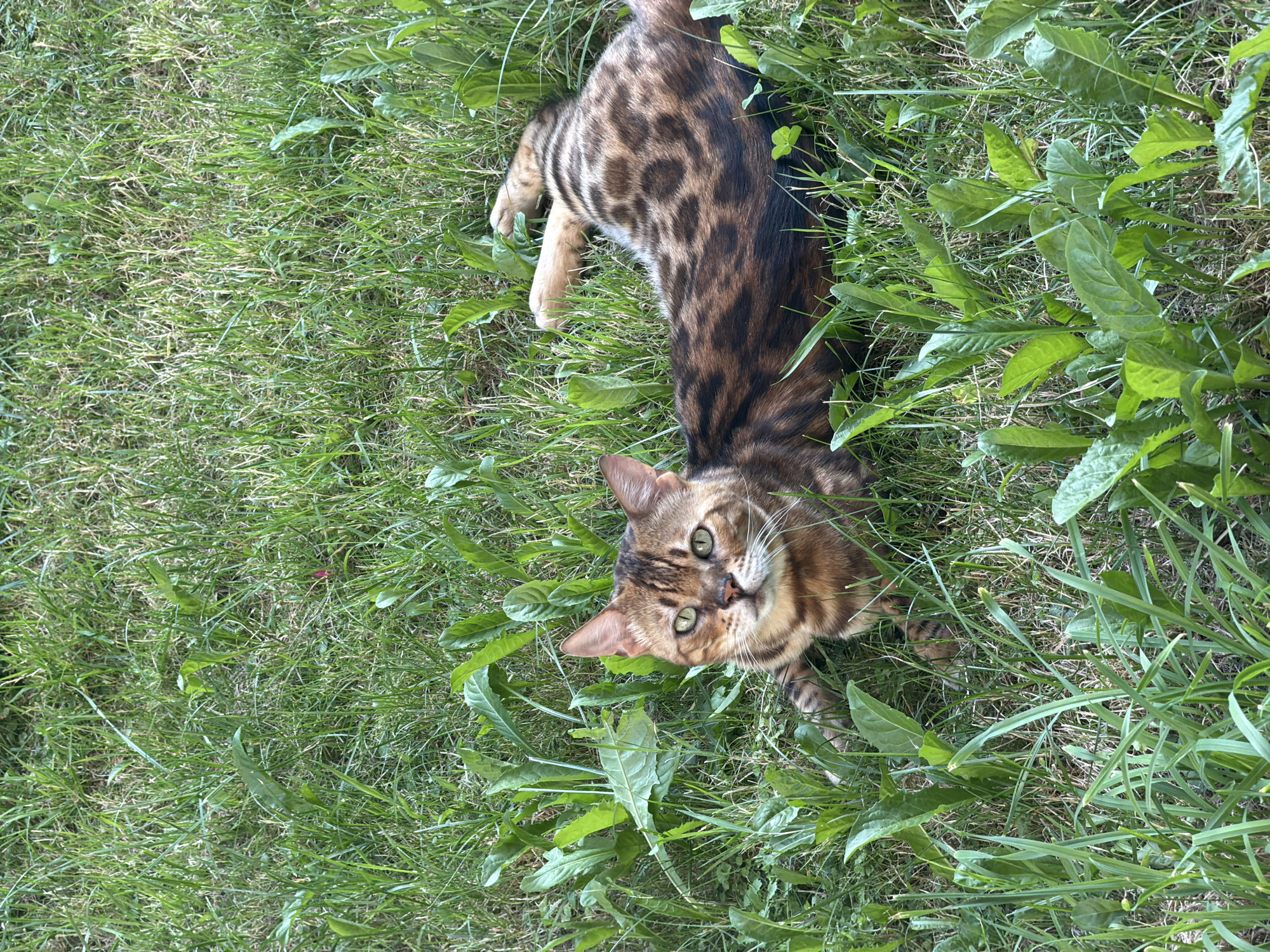 A Bengal cat is lying in green grass. The cat has brown and black spots on its fur and green eyes. It is looking at the camera. The grass is tall and appears to be in a yard or park. The image is taken from a slightly elevated angle.