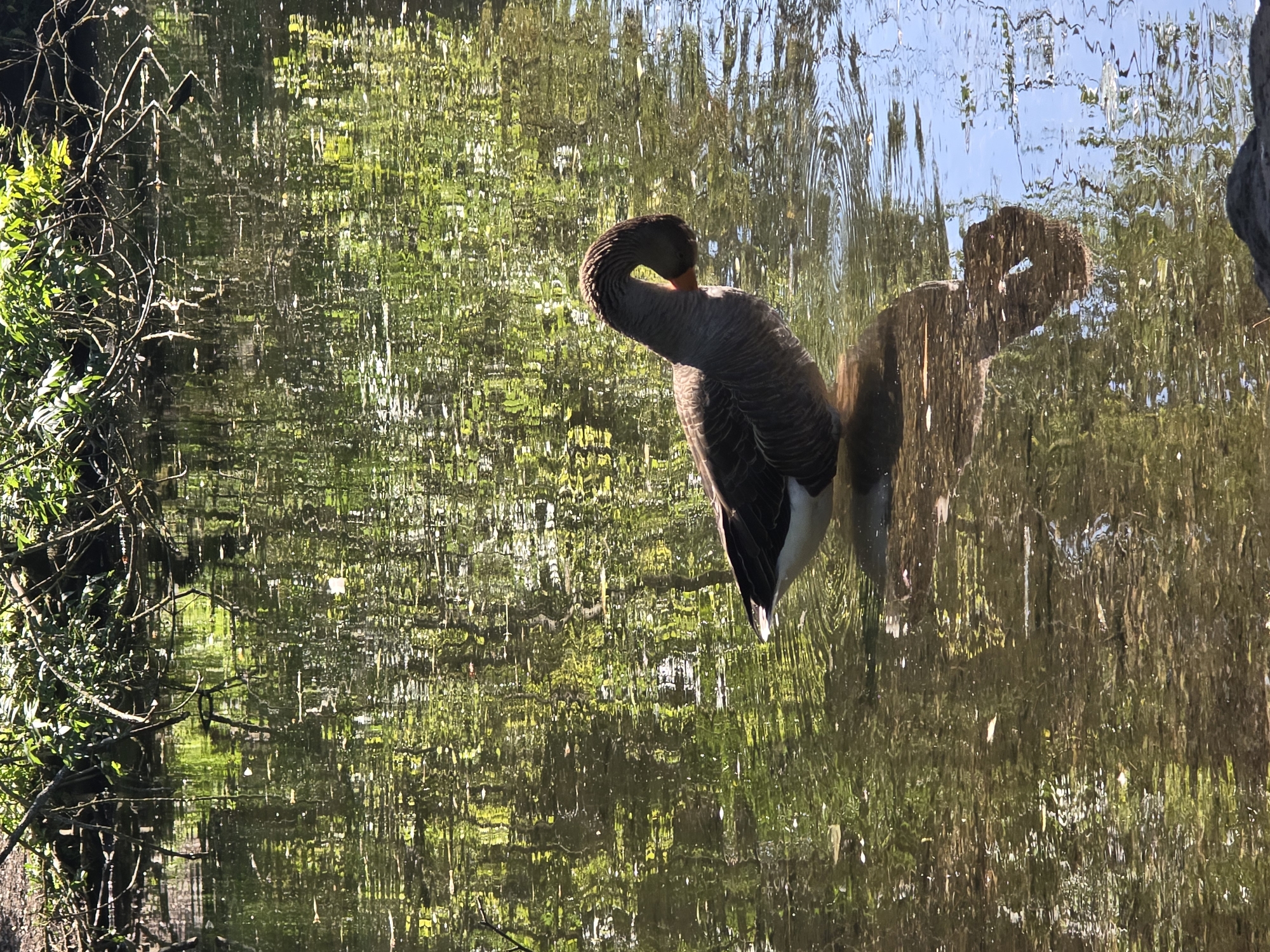 A goose stands in shallow water, its neck curled in a preening or resting posture. The goose is predominantly grey with some white plumage visible on its underbelly and tail. Its beak is partially visible and appears orange. The water is clear enough to see the goose's reflection, which is distorted by ripples. The background consists of the water's surface reflecting the surrounding greenery and sunlight, creating a dappled effect. Overhanging branches and dense foliage are visible along the top edge of the image. The overall scene suggests a natural environment within a park or woodland area. There is no specific indication of the location within Greater London, United Kingdom.