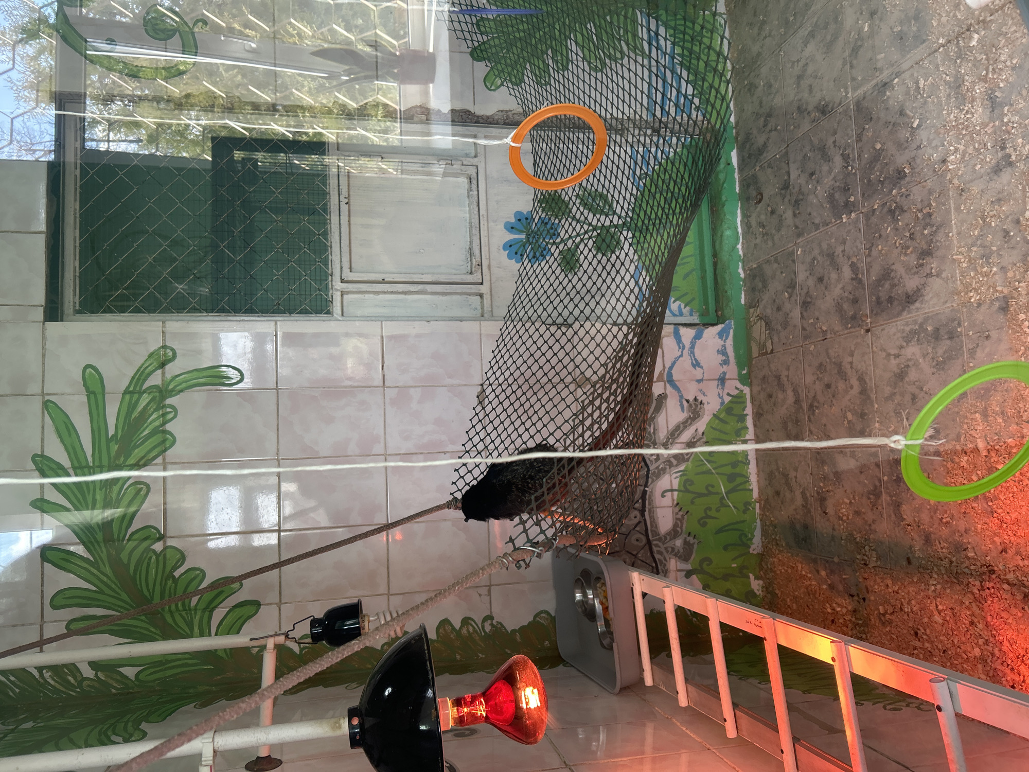 The image depicts an indoor enclosure, potentially for birds, as evidenced by the presence of a birdcage with mesh netting. Inside the cage, a dark-colored bird is perched on a rope. The enclosure is located in a room with white tiled walls featuring painted green leafy patterns and a window with a green-tinted grid. The room also contains orange and green circular objects suspended within the cage.
A heat lamp with a red bulb is situated outside the cage, along with a gray feeding station and a white ladder-like structure. The floor is tiled with gray tiles and covered with wood shavings or similar material.
The exact location within the city of Chaikovsky, Russia is impossible to ascertain from the provided image.