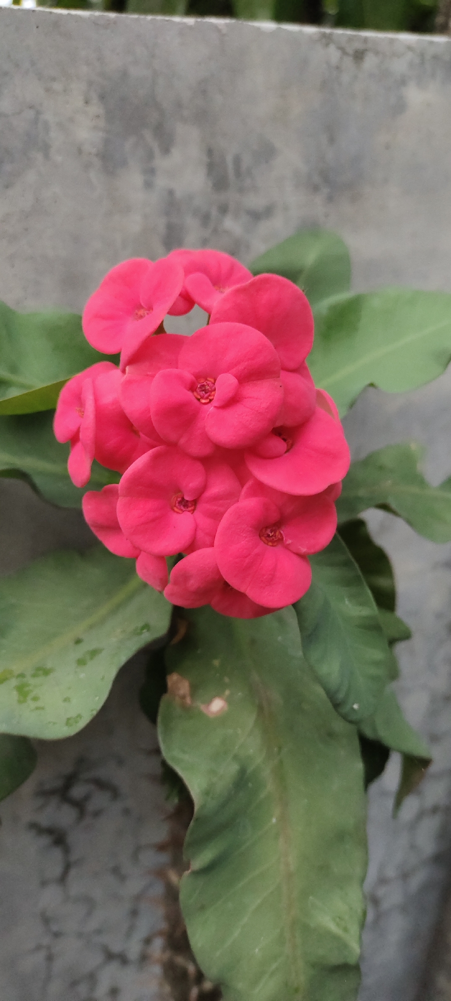 A cluster of vibrant pink flowers, likely from a Crown of Thorns plant (Euphorbia milii), is the central focus of this image. The flowers, characterized by their small, petal-like bracts arranged in a circular pattern, exhibit a rich, saturated pink hue. Surrounding the blooms are several large, ovate green leaves, some showing signs of natural imperfections such as minor blemishes or discoloration. The plant is positioned against a textured, grayish concrete background, suggesting an outdoor or semi-outdoor environment, possibly a garden wall or planter. The lighting appears natural, casting subtle shadows and highlighting the textures of both the flowers and the background. The overall scene conveys a sense of natural beauty captured in a straightforward, unembellished manner. This plant is commonly found in tropical and subtropical regions and is popular for its drought tolerance and vibrant blooms. Given Lhokseumawe's tropical climate, it is plausible that such a plant would thrive in a garden or public space within the city.