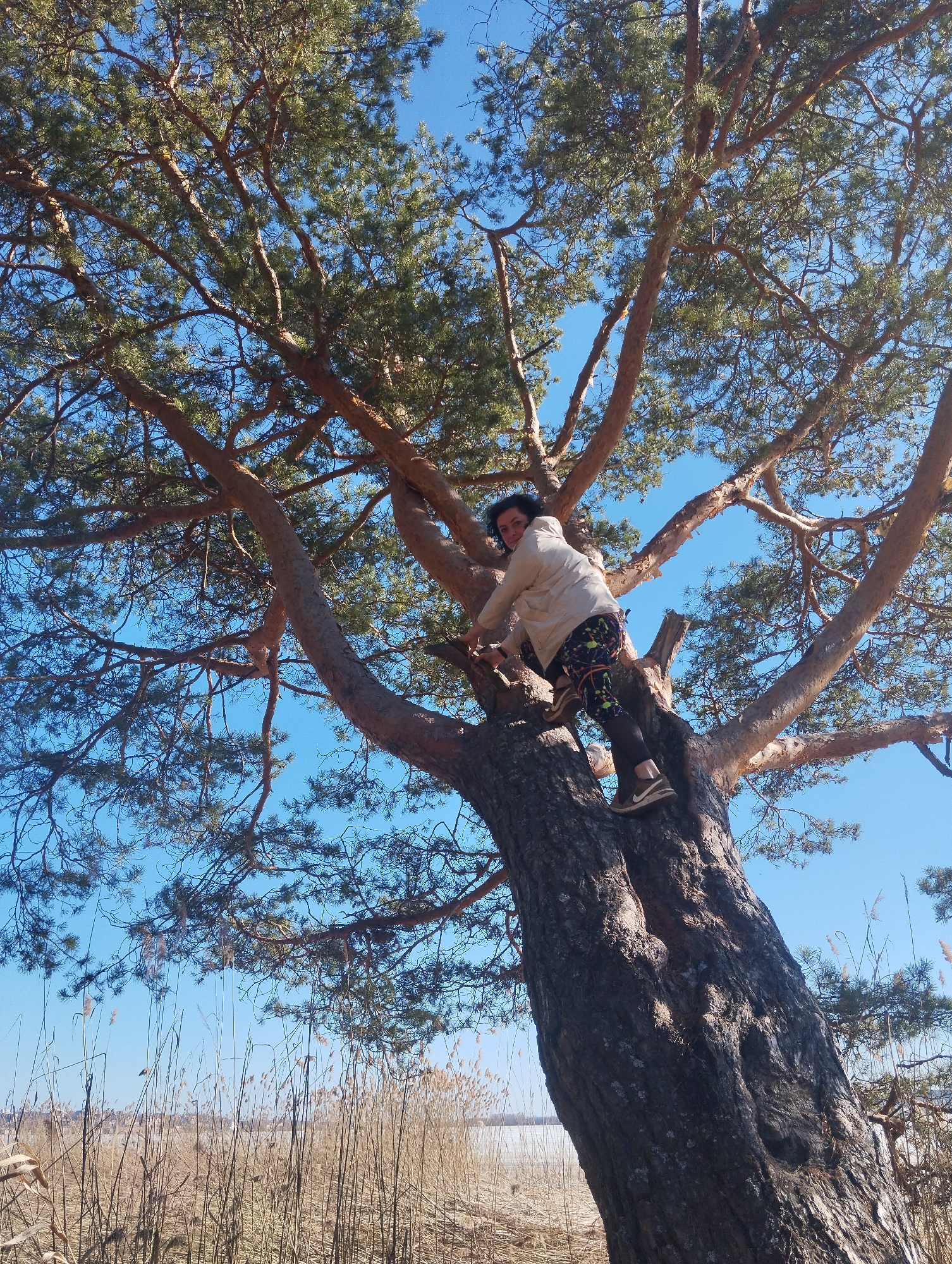 A low-angle, outdoor shot shows a woman in a tree with a blue sky in the background. The tree is large, with a thick, dark brown trunk that slopes toward the lower right. The woman is perched on a branch, wearing a light-colored jacket and patterned leggings. She looks toward the camera. The branches of the tree extend upward and outward, covered with green needles. In the foreground, tall, dry grasses grow along the ground. The location is not specified in the image.