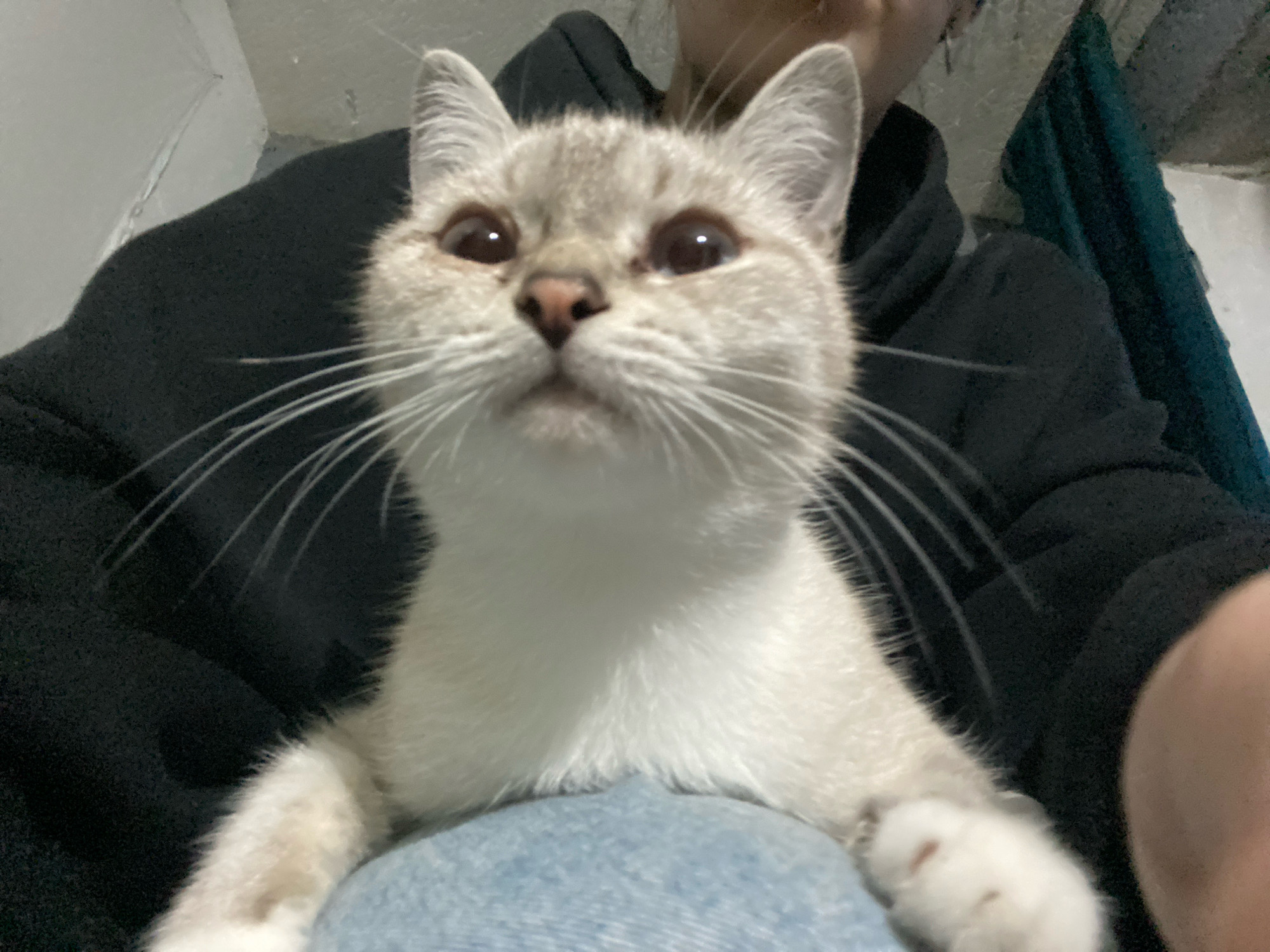 A close-up, low-angle, indoor, medium shot features a light-colored Siamese cat with dark points and large, dark eyes. The cat is held in the lap of an individual wearing a dark hoodie and blue jeans. The cat is positioned in the foreground, facing forward, with its paws resting on the jeans. The background shows a black hoodie, a teal blanket, and a white wall. There is no indication of the location within Overyata, Russia.