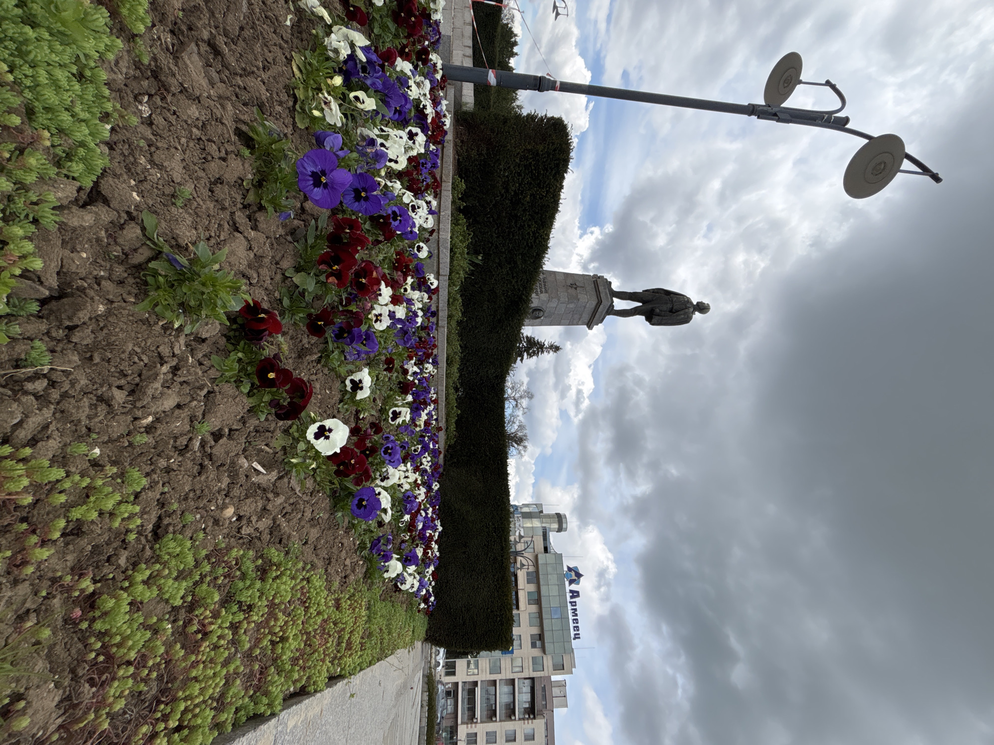 The image shows a flower bed with purple, red, and white pansies in the foreground. Adjacent to the flowers is a patch of green ground cover. Behind the flower bed is a tall, manicured hedge. A bronze statue of a man stands behind the hedge. A modern building with the word "Apmeeu" written in Cyrillic script (Армеец) is visible behind the statue. Above and behind everything is a cloudy sky. The image is located in the city of Silistra, Bulgaria.