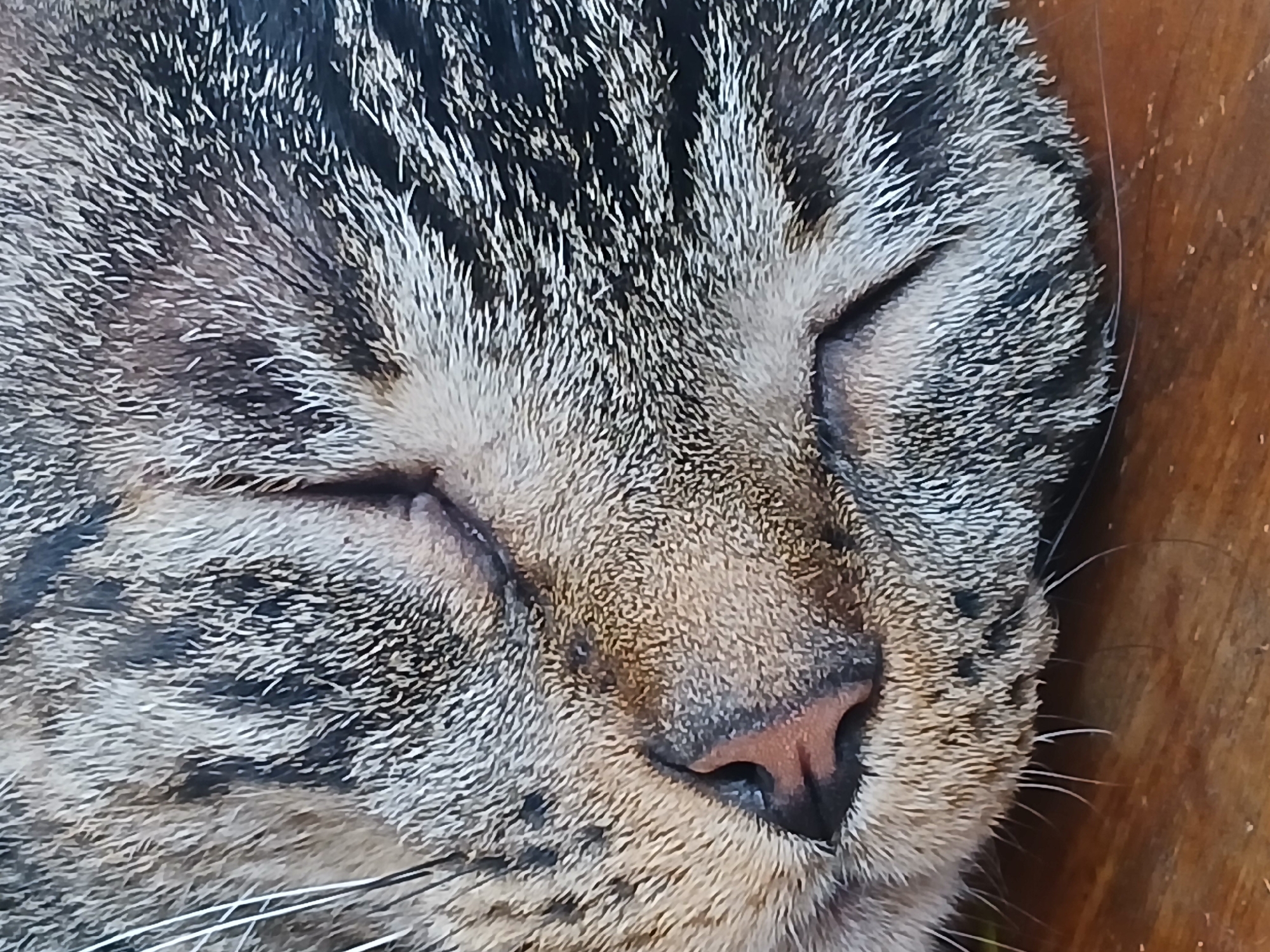 A close-up of a tabby cat's face shows it sleeping. The cat has a pink nose and closed eyes. Its fur is a mix of gray, black, and white. The background appears to be a wooden surface. There is no evidence to support the image being located in the city of Ciudad Guayana, Venezuela.