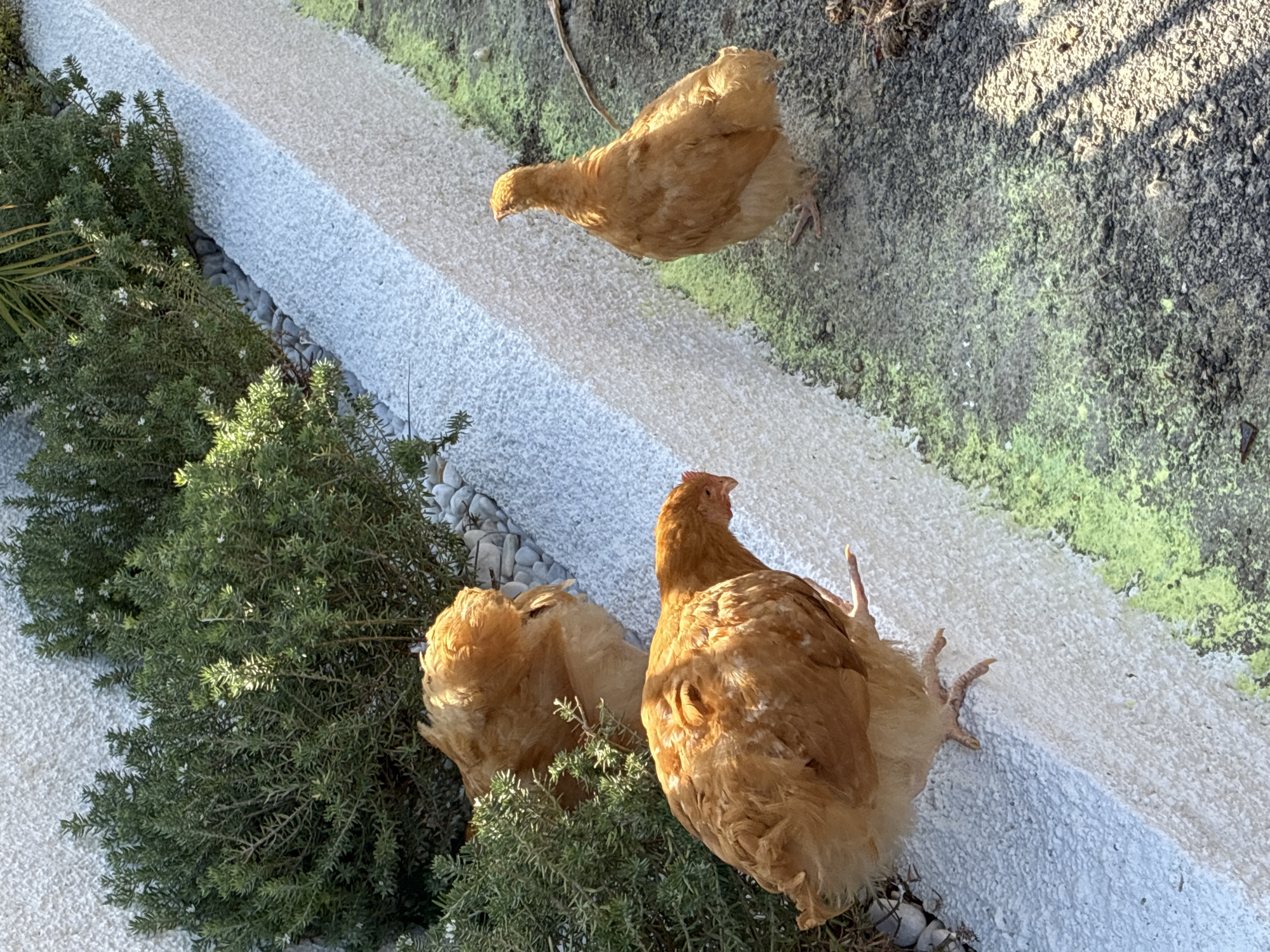 Three brown chickens are in the foreground of the image. Two chickens are on a white textured surface, and one chicken is on a dark grey, gravelly surface to the right. The chicken on the far right is facing away from the camera and to the left. The chicken in the middle is facing left, with its head lowered as if pecking at the ground. The third chicken, on the left, is mostly obscured by a green shrub. The shrub has small white flowers. In the background, a palm frond is visible. The environment appears to be an outdoor area with a tiered landscape, possibly a garden or terrace. The white textured surface could be a planter box or retaining wall. The ground on the right has patches of bright green, possibly moss or algae. Based on the presence of Mediterranean vegetation and the architectural style of the textured wall, this scene is likely located in a garden or outdoor seating area in Alanya, Turkey.