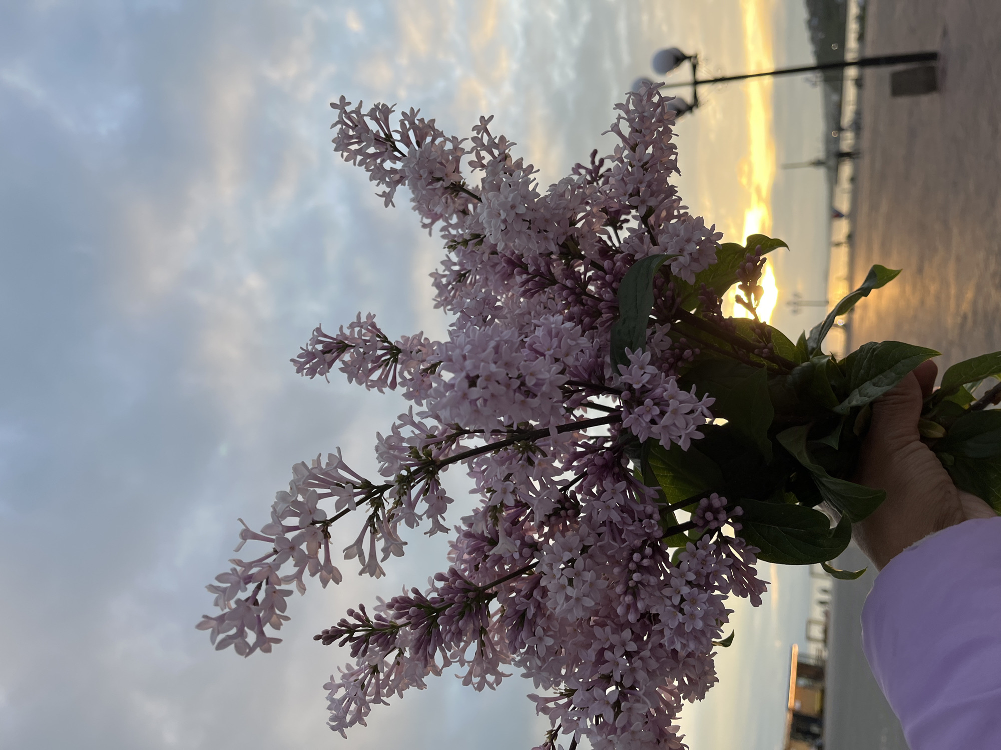 The image shows a close-up of a bouquet of pale pink lilacs held in a person's hand, whose arm is visible wearing a light purple jacket. The lilacs are in full bloom and are the primary subject of the foreground. In the background, the scene depicts an outdoor area, likely a promenade or waterfront, at sunset. The sky is filled with dramatic clouds, tinged with orange and yellow hues from the setting sun. The sun itself is visible, casting a warm glow and reflecting on the water in the distance. There are streetlights and figures of people can be seen in silhouette along the waterfront. The architecture of buildings is visible on the far side of the water. This scene is likely located on the waterfront of Petropavlovsk-Kamchatsky, Russia, given the characteristic landscape and structures of the city.