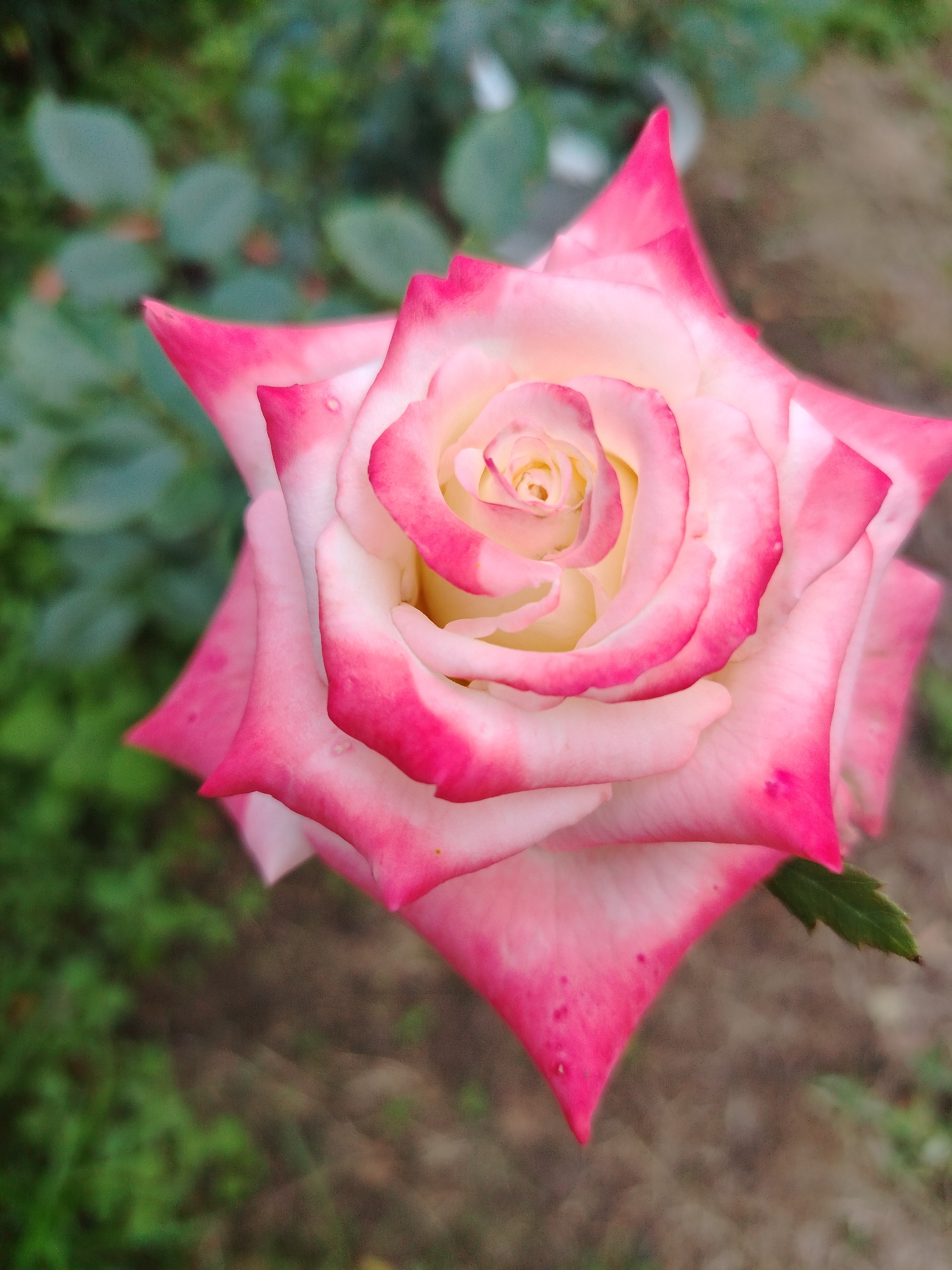 A close-up, top-down view of a bi-colored rose is captured. The petals are a gradient of white at the center, transitioning to pale yellow, and then edged with a vibrant pink. The rose is in full bloom, with its petals unfurling in a spiraling pattern. The background is a soft blur of green foliage and brown earth, suggesting an outdoor garden setting. There are no people or man-made objects visible in the frame. The image appears to be taken in Artyom, Russia, likely in a garden or park environment, given the natural elements depicted.