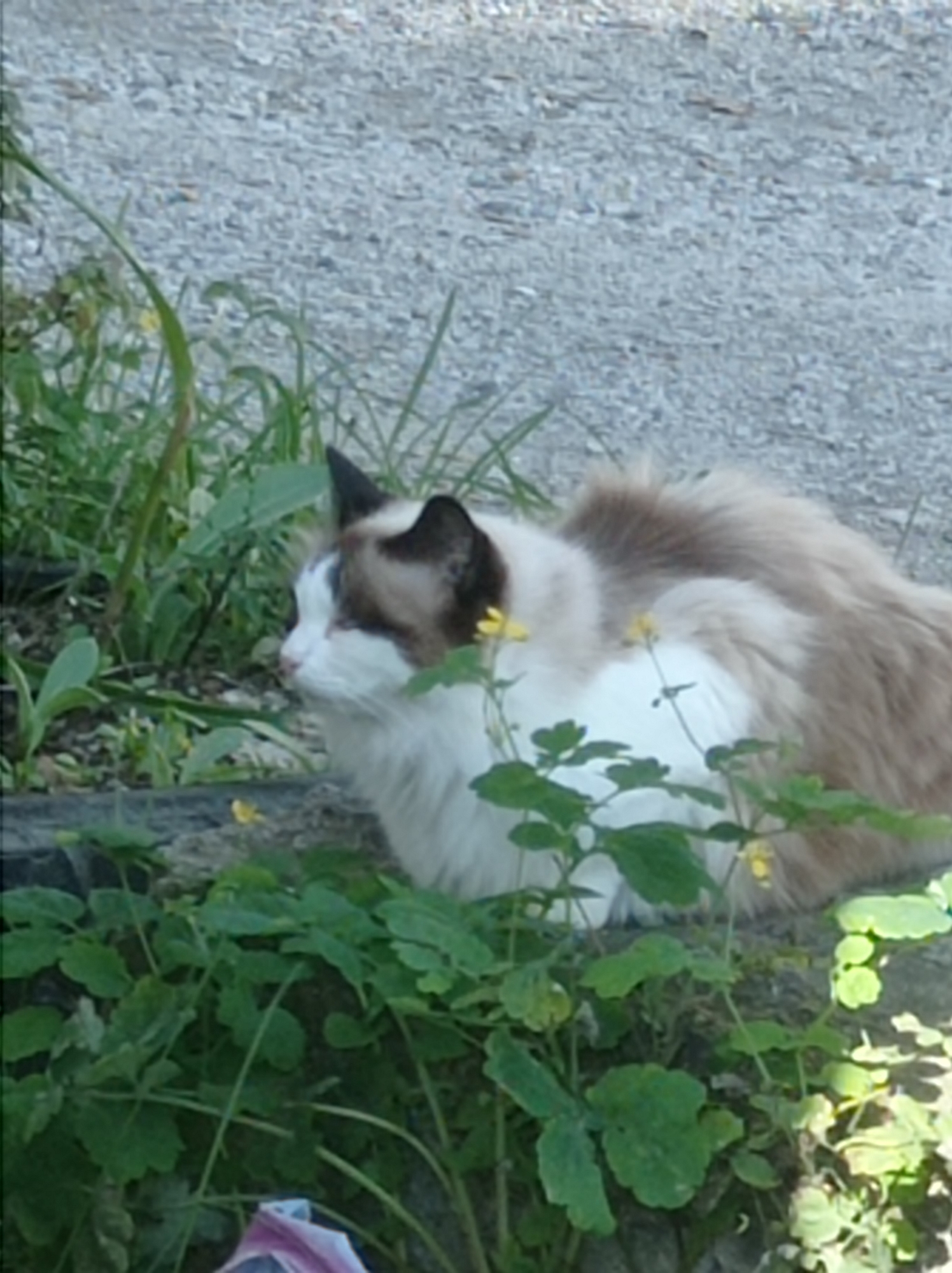 A fluffy, long-haired cat with white and light brown fur is lying on the ground amidst green foliage. The cat has distinctive dark brown markings on its face, ears, and tail. It appears to be a domestic cat, possibly of Siamese or Ragdoll breed. The background consists of a gravelly surface, suggesting an outdoor environment, perhaps a garden or yard. The image does not provide any specific landmarks or context to determine the location within the city of Degtyarsk, Russia. The cat is the sole subject in the frame, and there are no other visible elements of human activity or interaction. The lighting suggests it is daytime.