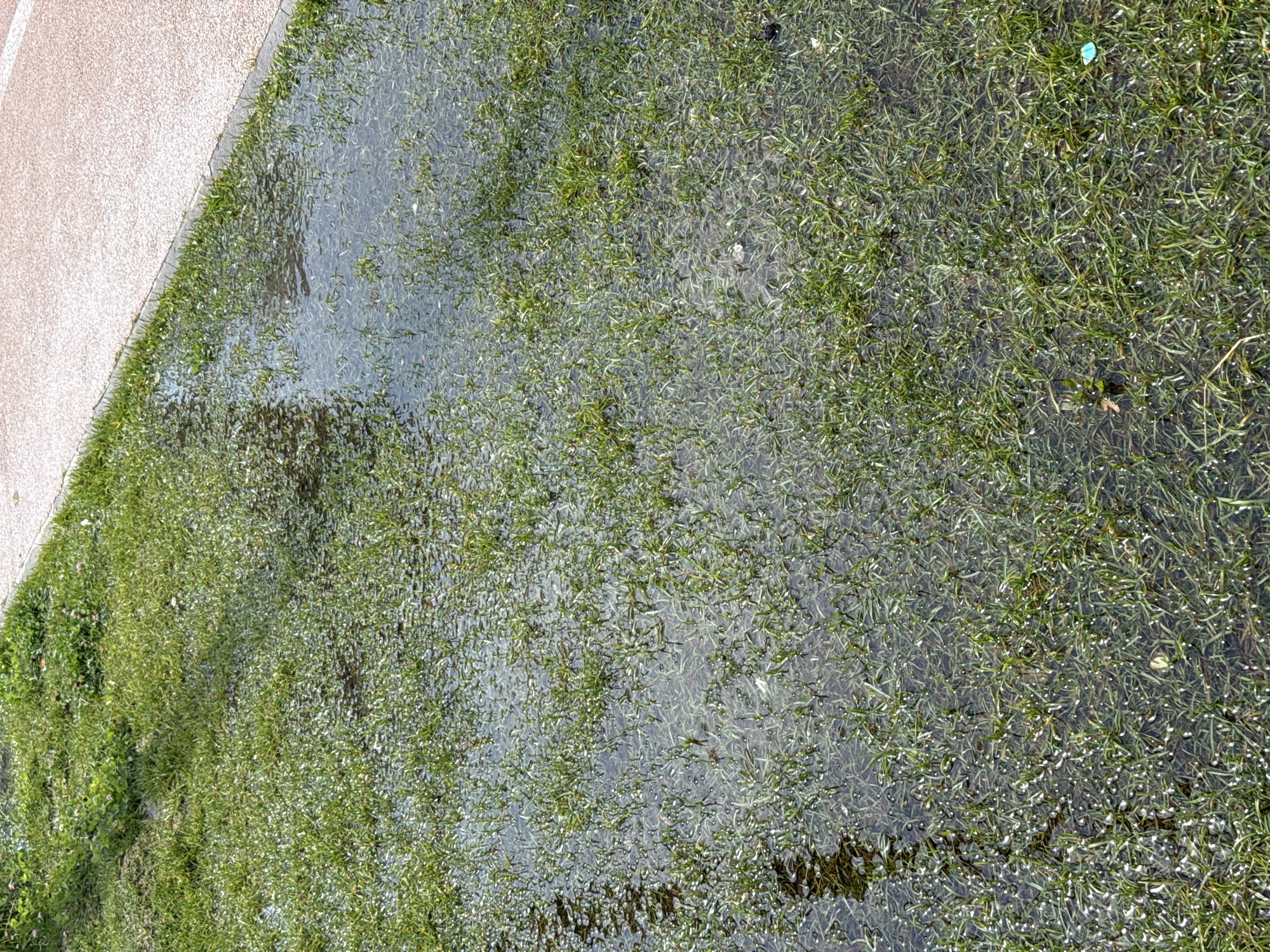 The image shows a patch of grass in Lyubertsy, Russia, covered by a shallow layer of standing water. The water reflects the sky and surrounding environment. The grass appears healthy and green, with some blades submerged. A paved walkway with a reddish-brown surface runs along the top right edge of the frame, separated from the grass by a concrete curb. No people or animals are visible in the scene. The overall impression is of a recently rained-on area, likely a park or public space.