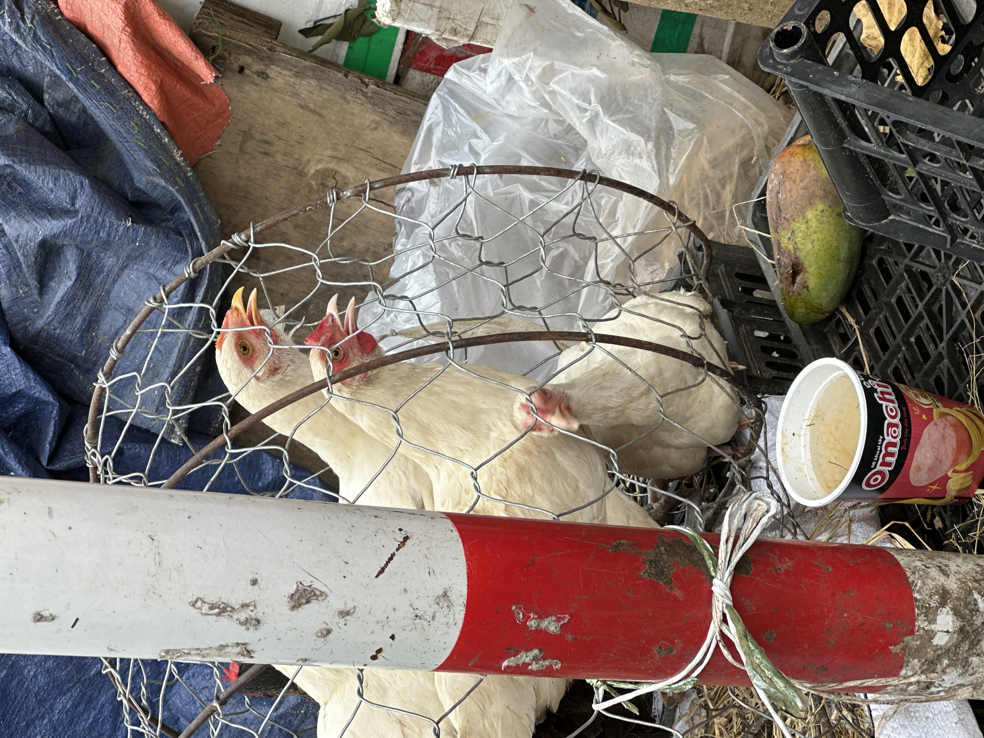 A medium shot captures several white chickens in a wire cage in Bắc Yên, Vietnam. The cage is constructed from chicken wire and metal rods, and it rests on a black plastic crate. To the left of the cage, a red and white striped pole is secured with white and green twine. In front of the pole, a red and white plastic cup, branded "Omachi," contains a light yellow liquid and appears to be an instant noodle cup. Behind the chickens and to the right, a large, ripe mango with green and brown skin lies on another black plastic crate. The background is cluttered with various items, including a blue tarp, an orange tarp, a piece of wood, and a clear plastic bag. The overall scene suggests an outdoor market or storage area.
