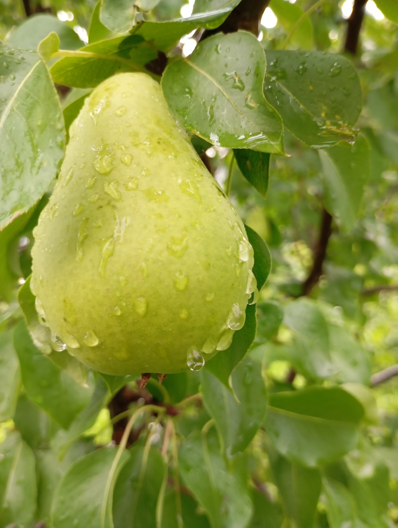 A close-up, eye-level, vertical shot shows a single, unripe green pear hanging from a tree branch amidst lush green foliage. The pear is plump and slightly elongated, with a smooth skin glistening with numerous water droplets, indicating recent rainfall. Several water droplets are also visible on the surrounding leaves, which are a vibrant green and appear wet. The background is softly blurred, revealing more green leaves and tree branches, creating a shallow depth of field that emphasizes the pear as the primary subject. The overall lighting is diffused, consistent with an overcast day, and the scene is devoid of any human presence or activity. The location of this image is in the city of Fokino, Russia.