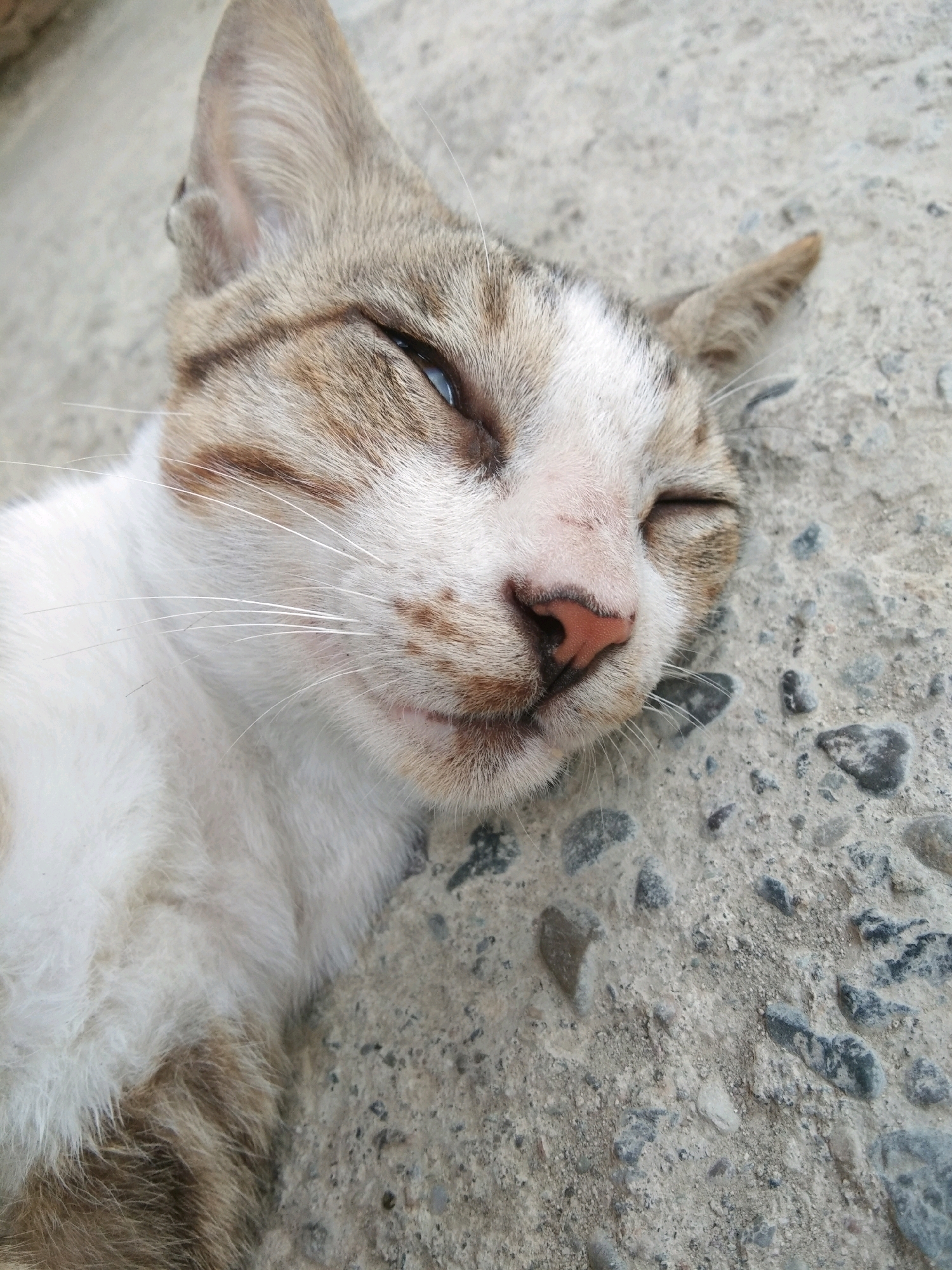 The image shows a close-up, overhead view of a domestic cat lying on a rough, concrete surface with visible pebbles. The cat is predominantly white with tabby markings of brown and grey on its head and body. Its eyes are mostly closed, and its nose is a pinkish-brown. The cat appears to be relaxed, possibly sleeping or resting. The background is the concrete ground, which appears to be outdoors. The image was taken in the city of Karangsambung, Indonesia.