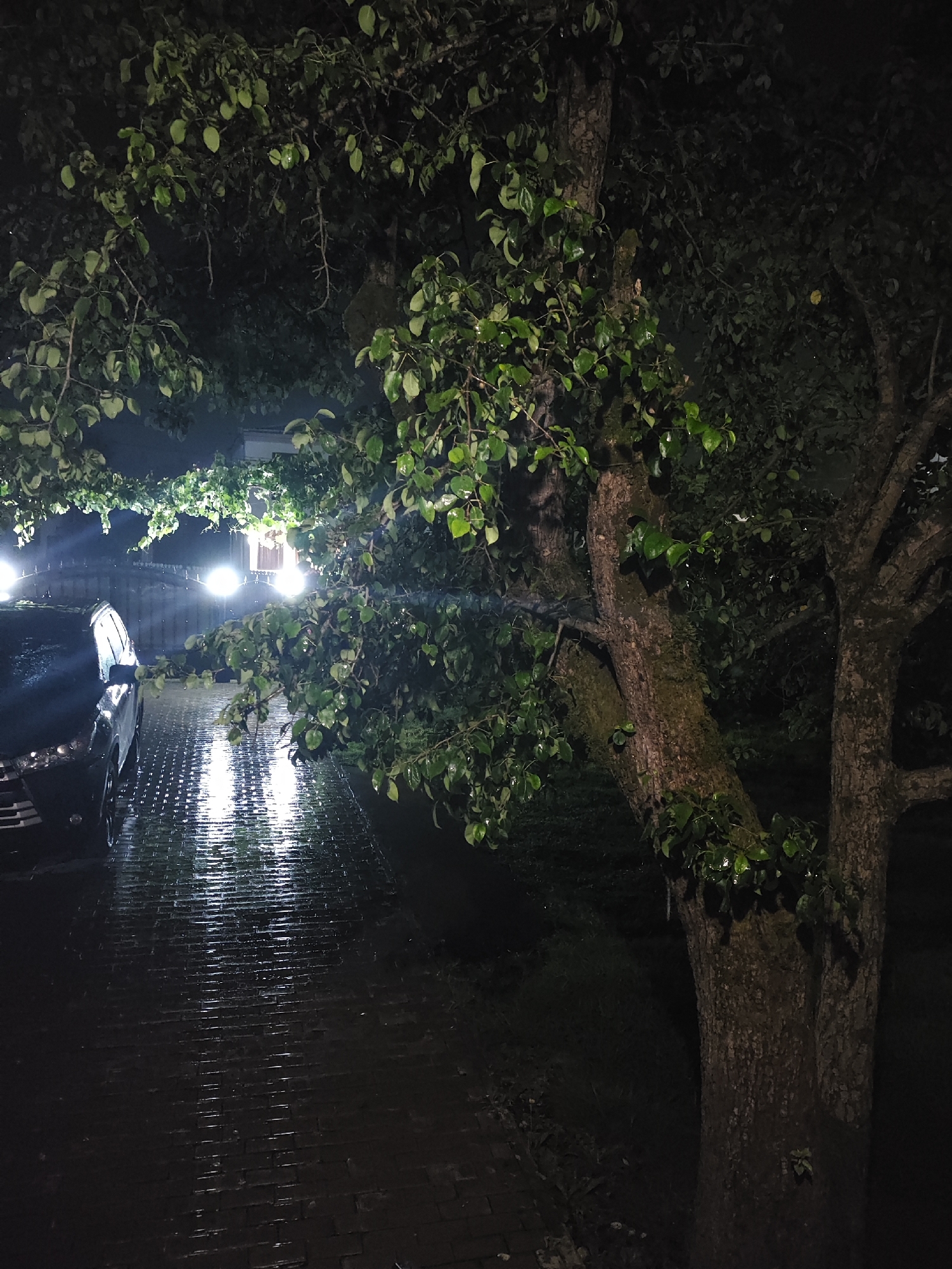 In a nighttime scene in an unknown city, a car is parked on a wet, brick driveway. The car, a dark SUV, is positioned on the left side of the frame, its headlights illuminating the wet surface of the driveway. The driveway reflects the light, creating a shimmering effect. A large tree with dark bark and green leaves dominates the right side of the image, its branches extending over the driveway. The leaves appear wet, suggesting recent rain. In the background, a house with lights on is visible behind a fence. The overall atmosphere is dark and slightly eerie, with the wet environment contributing to a moody aesthetic.