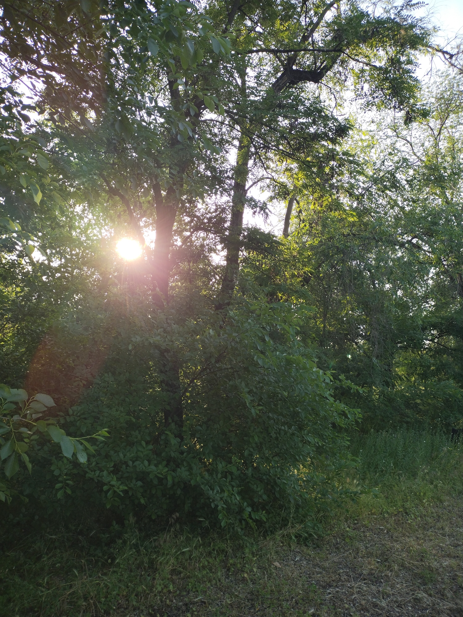 The image displays a natural outdoor environment characterized by dense green foliage under bright sunlight. A prominent sunburst with distinct rays is visible in the upper left-center, partially obscured by tree leaves, indicating a low sun angle. Numerous deciduous trees with visible trunks and an abundance of green leaves fill the upper and mid sections of the frame, with their canopies silhouetted against a bright sky. The lower half of the image features thick green undergrowth, shrubs, and various grasses. Towards the bottom right, the ground transitions to an area of sparser, dry grasses mixed with dark soil or gravel. No individuals, animals, artificial structures, or specific geographical landmarks are present within the image that would allow for identification of a particular location, including the city of Horishni Plavni, Ukraine.
