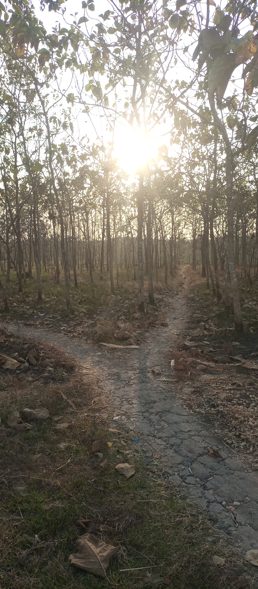 A forest path in Kedewan, Indonesia, branches into two directions, with the sunbeams piercing through the dense canopy of trees. The path is unpaved, covered with stones and dry leaves, and shows signs of cracking from weathering. The surrounding environment is a dense forest with numerous trees of varying heights, their branches reaching towards the sky. The ground is a mixture of dry grass and fallen leaves, with scattered rocks and some discarded colorful plastic fragments visible on the path. The lighting suggests it is either sunrise or sunset, with the sun positioned high in the sky, creating a bright, hazy effect. No people or animals are visible in the image.