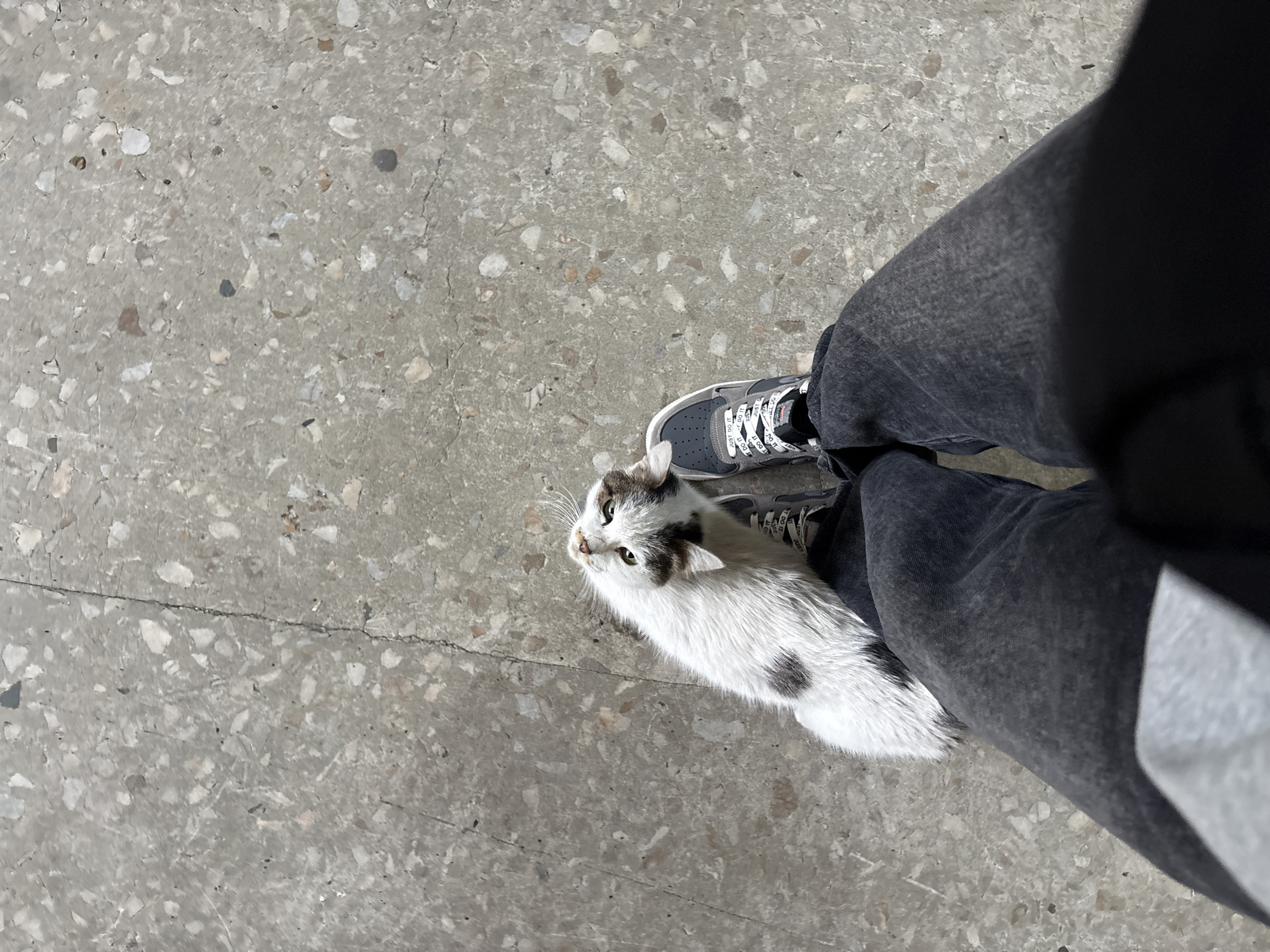 A ground-level, eye-level shot reveals a cat standing between a person's legs, located on a concrete surface. The concrete is a speckled pattern. The person is wearing dark gray jeans and gray and white sneakers with the words "JUST DO IT" printed repeatedly on the laces. The cat is primarily white with black markings, looking upwards. The location is Yerevan, Armenia.
